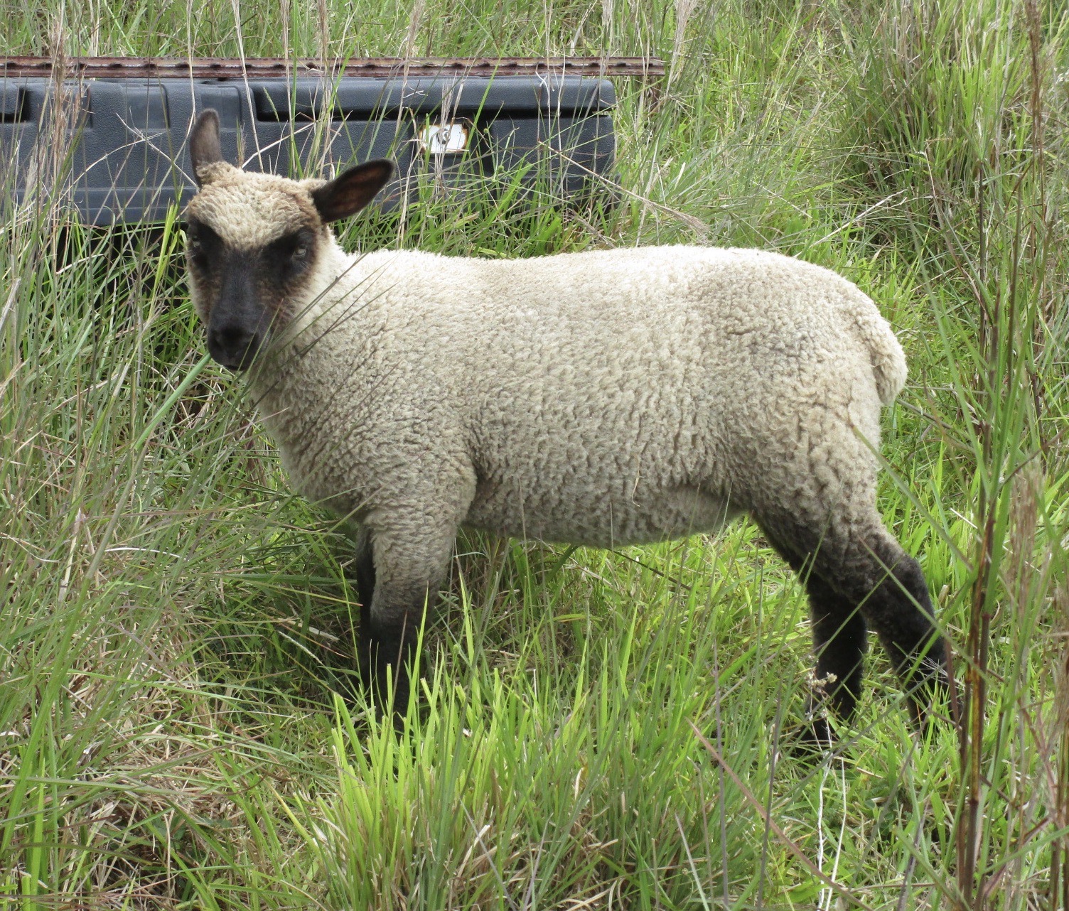 Ewe#2