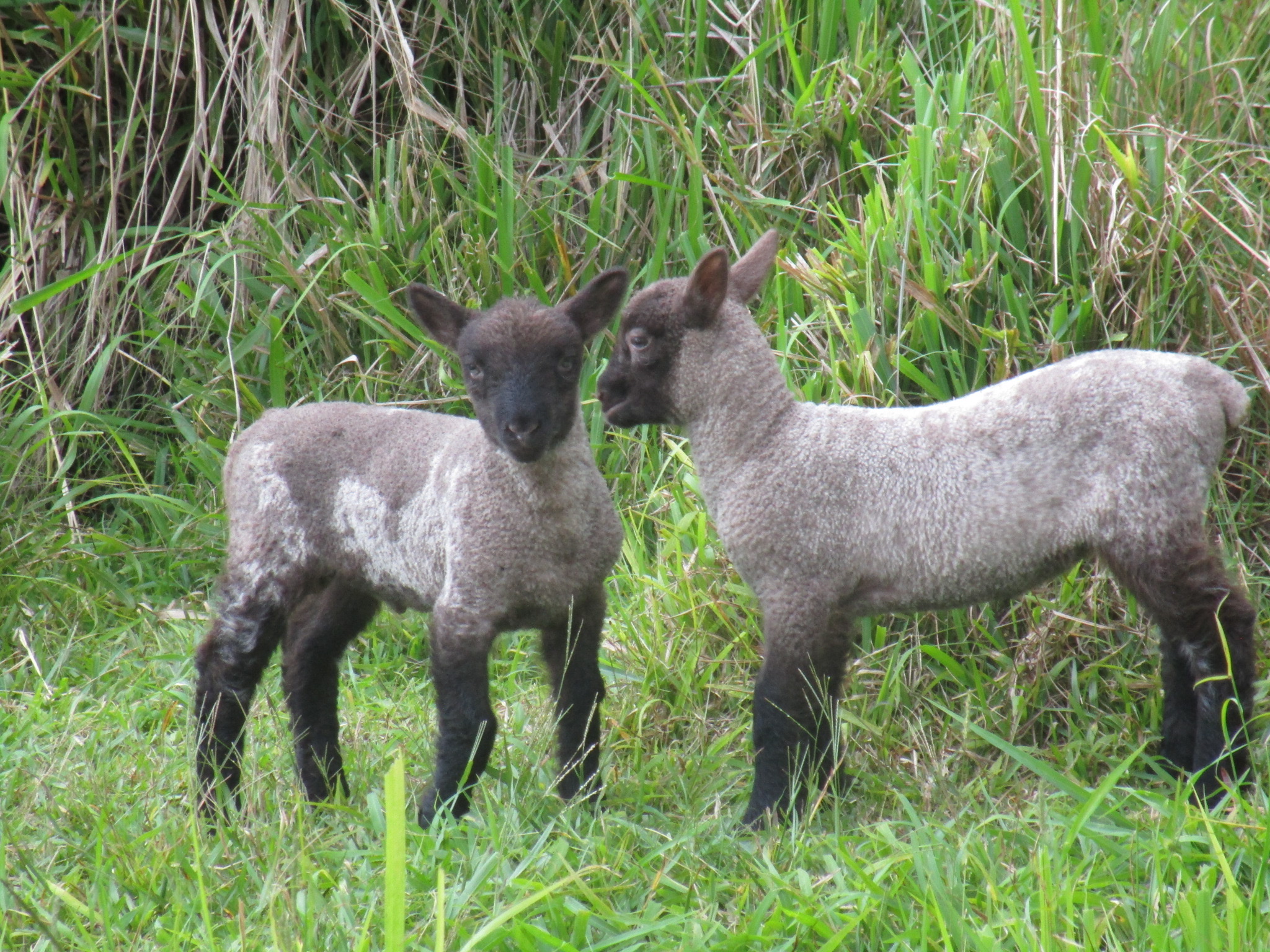 Allamanda's Twins