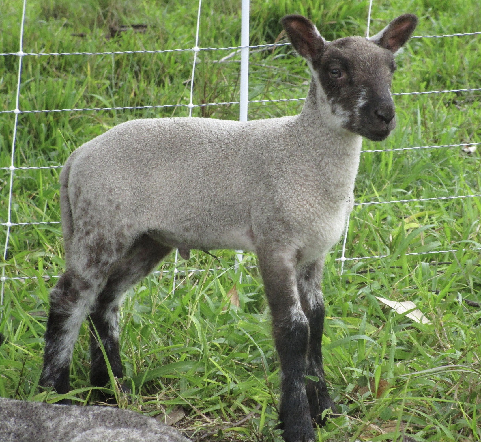 Challis's Ram lamb