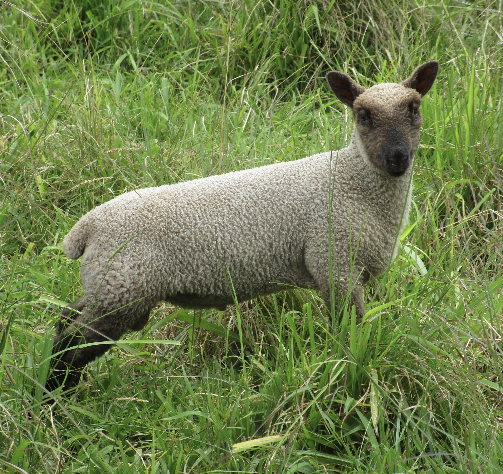 Honeyberry's Ram