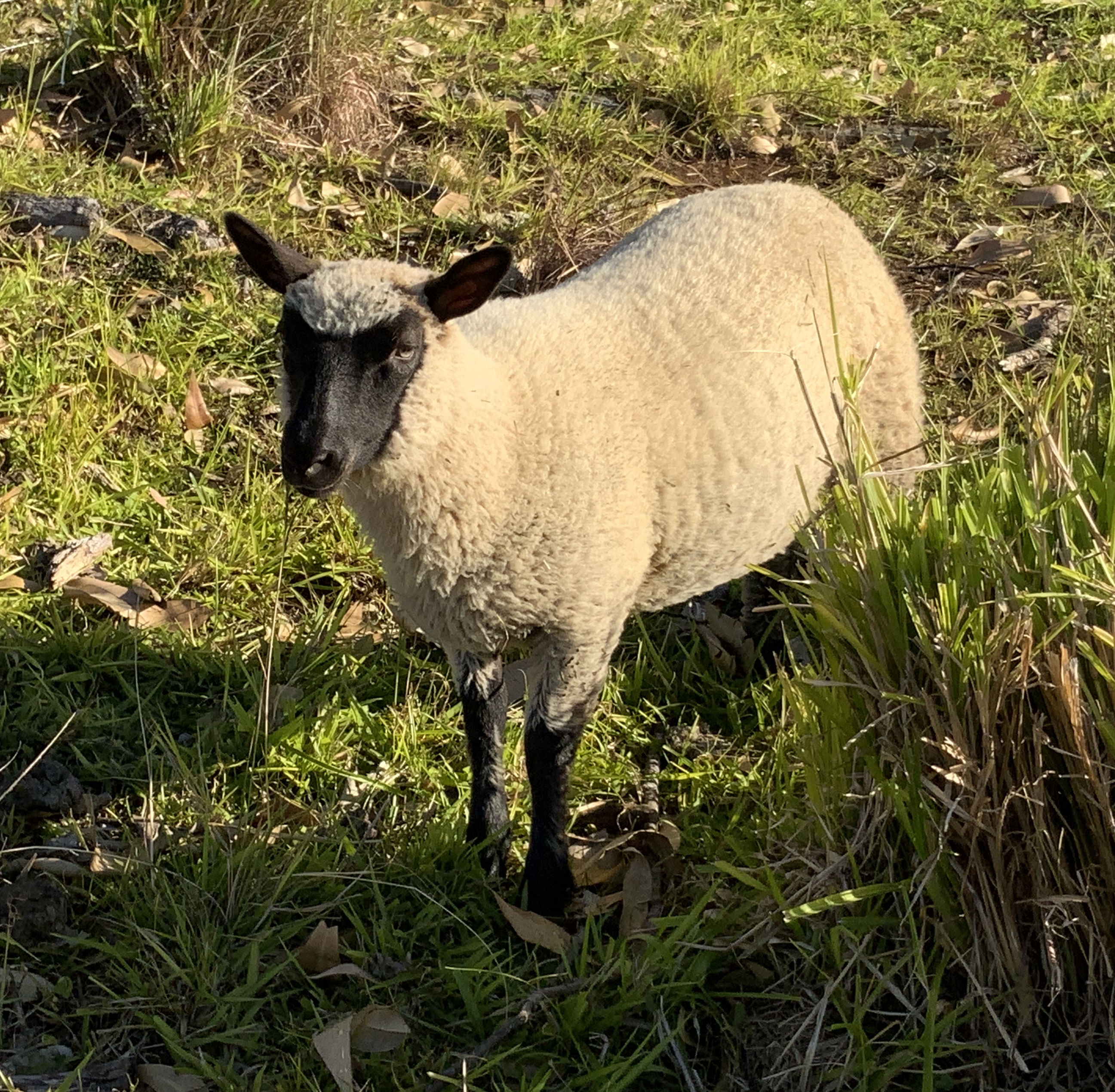 Ewe#2