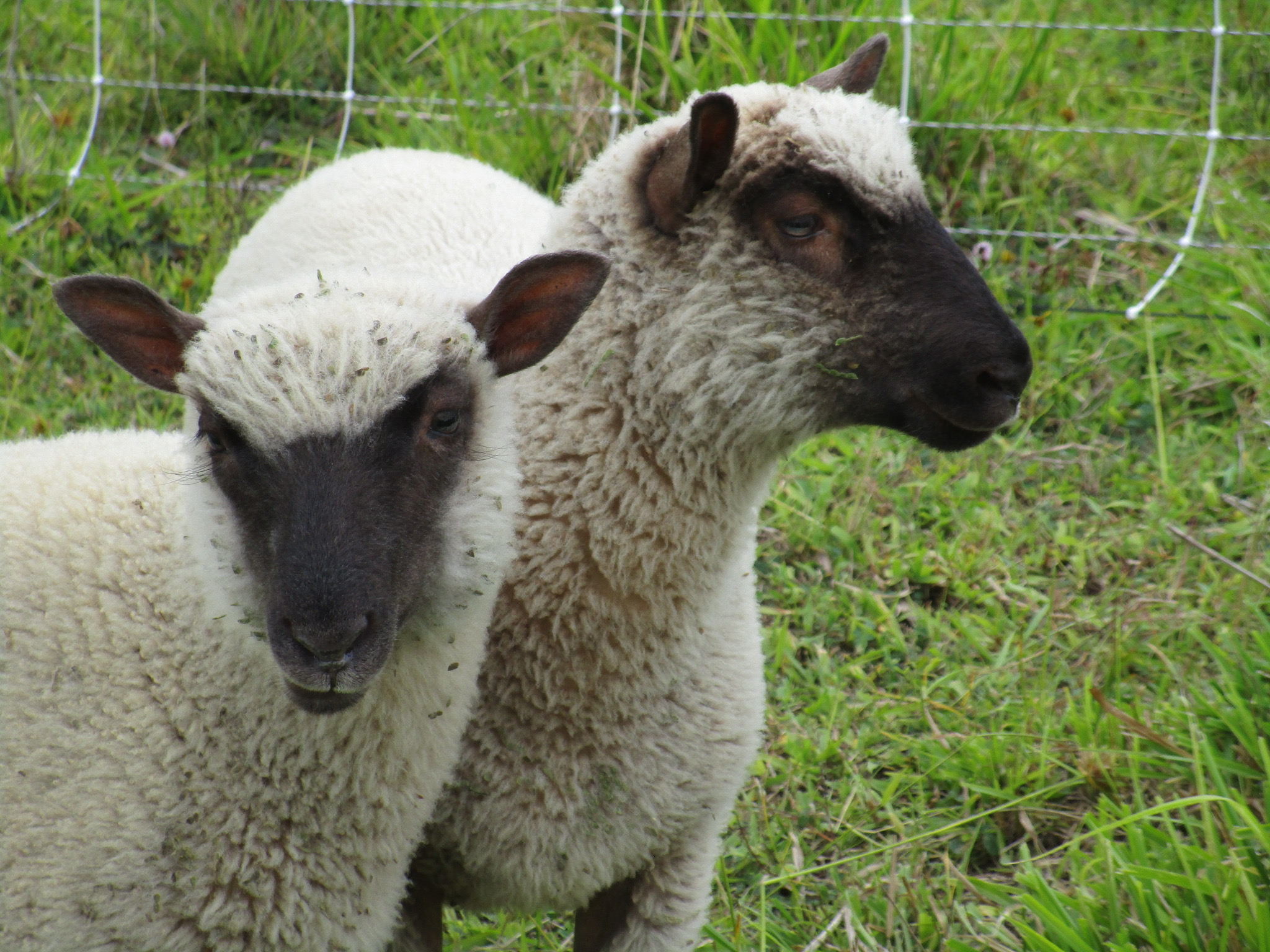 Twin lambs