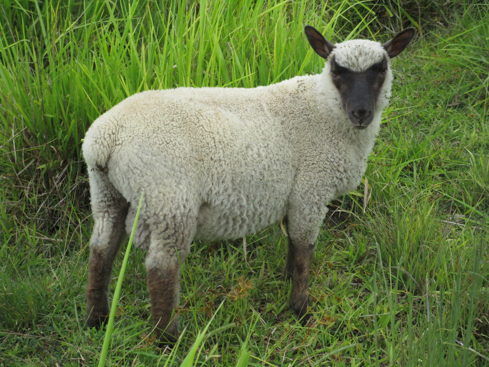 Roca's Ram