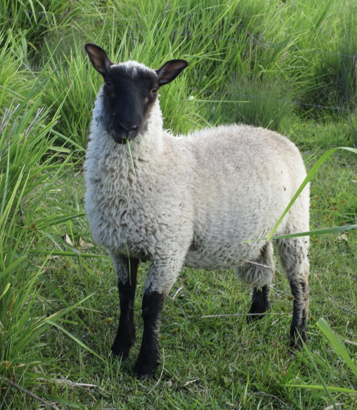 Ram lamb #2