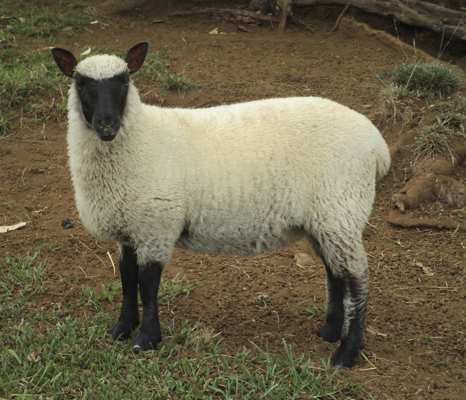 Lily's Ewe at 3 1/2 months old