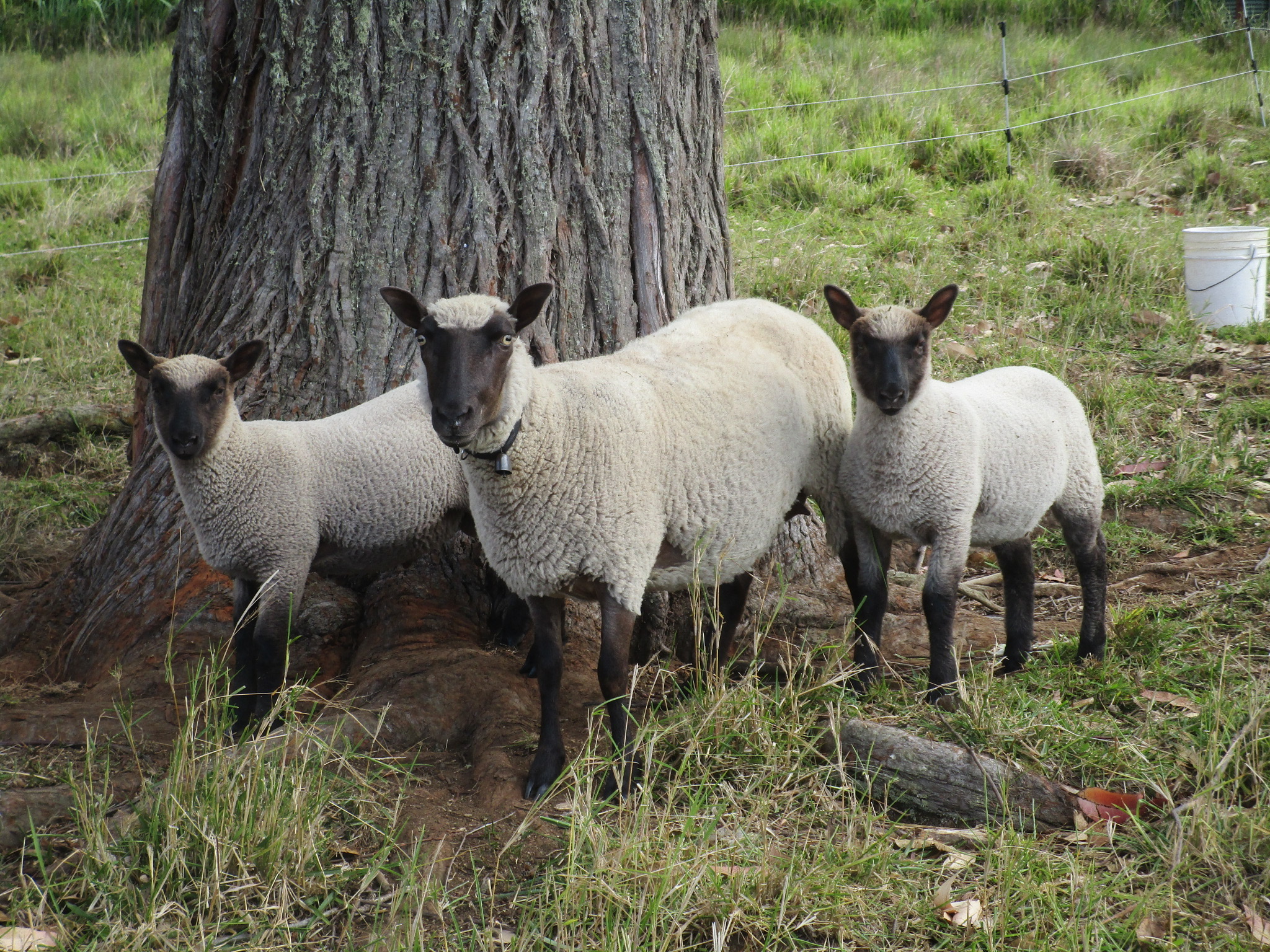 A Clun ewe and her twins