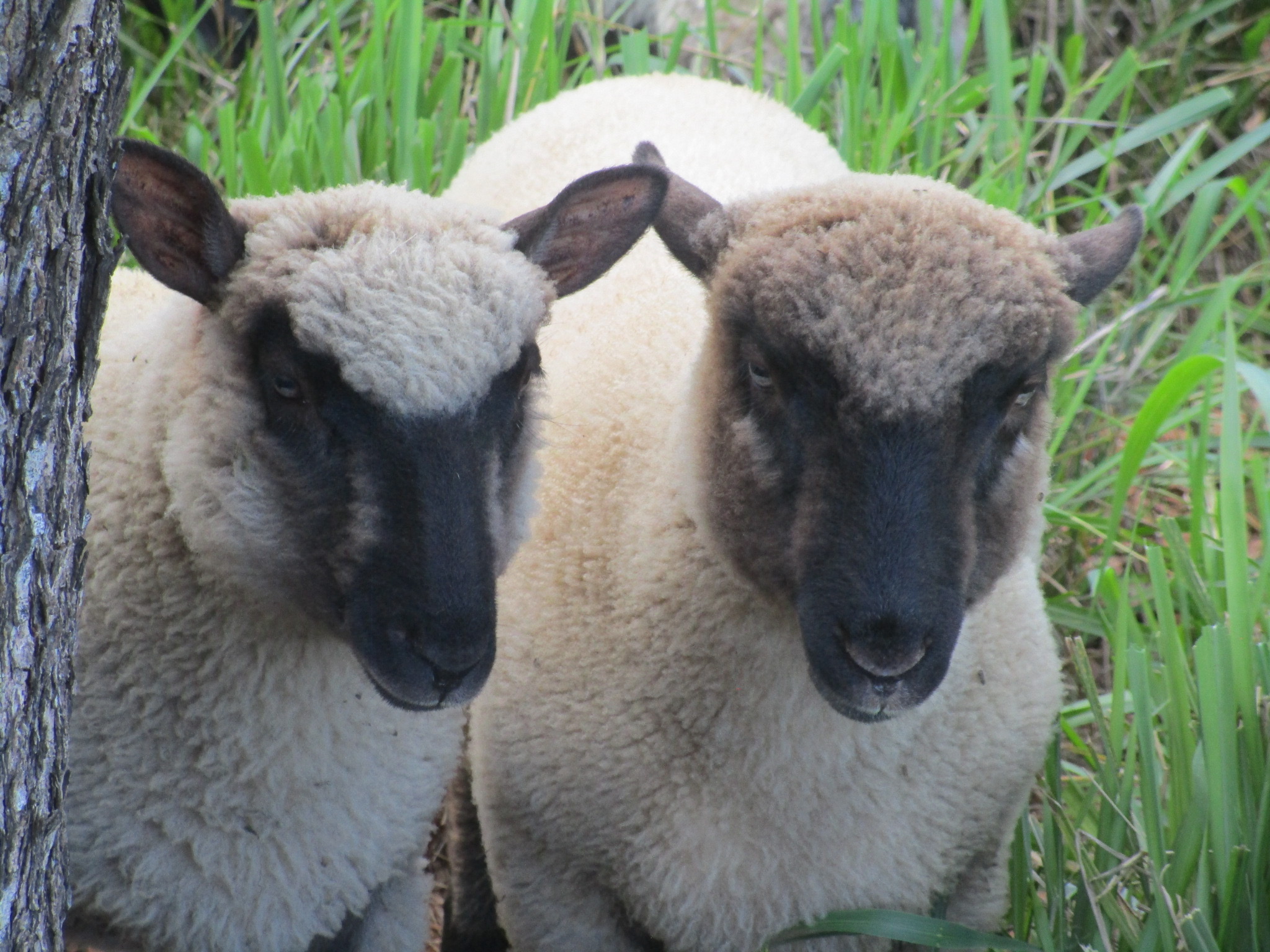 Twin Lambs