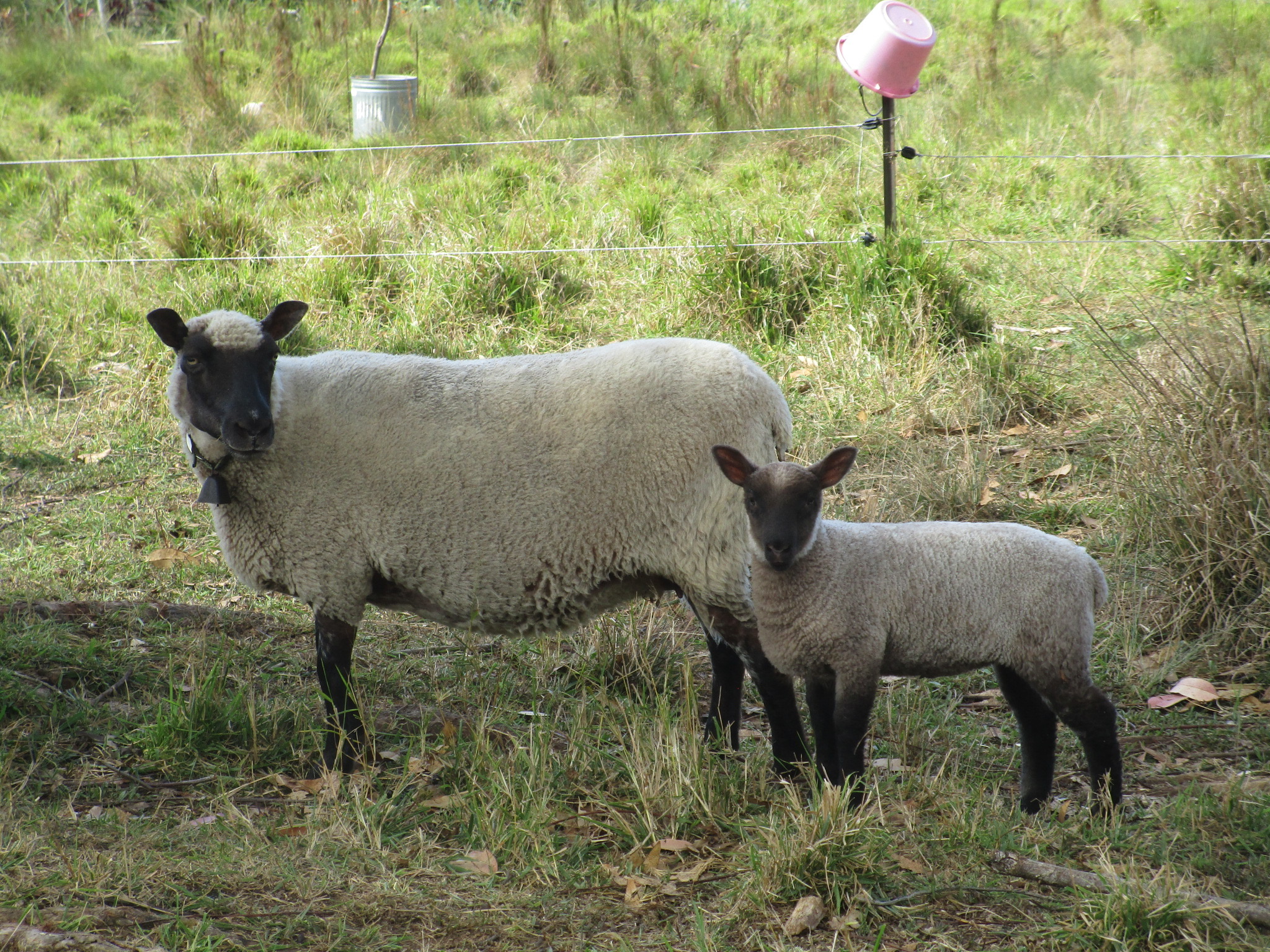 Lily and her ewe lamb