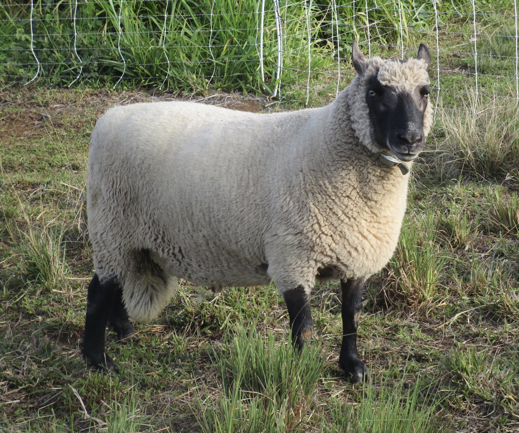 Silvestri at 4 1/2 years old