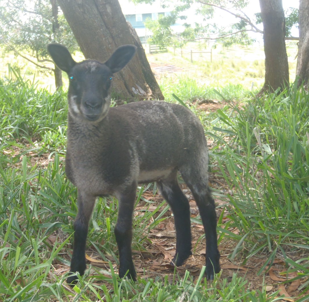 Chocolate Chip's gray and white ewe lamb