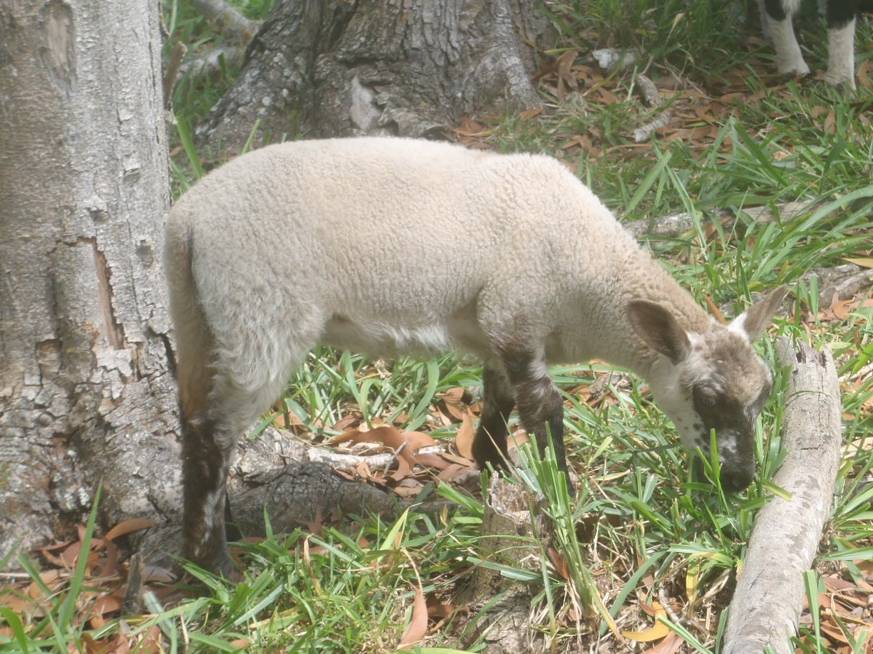 Chocolate Chip's white ewe lamb.