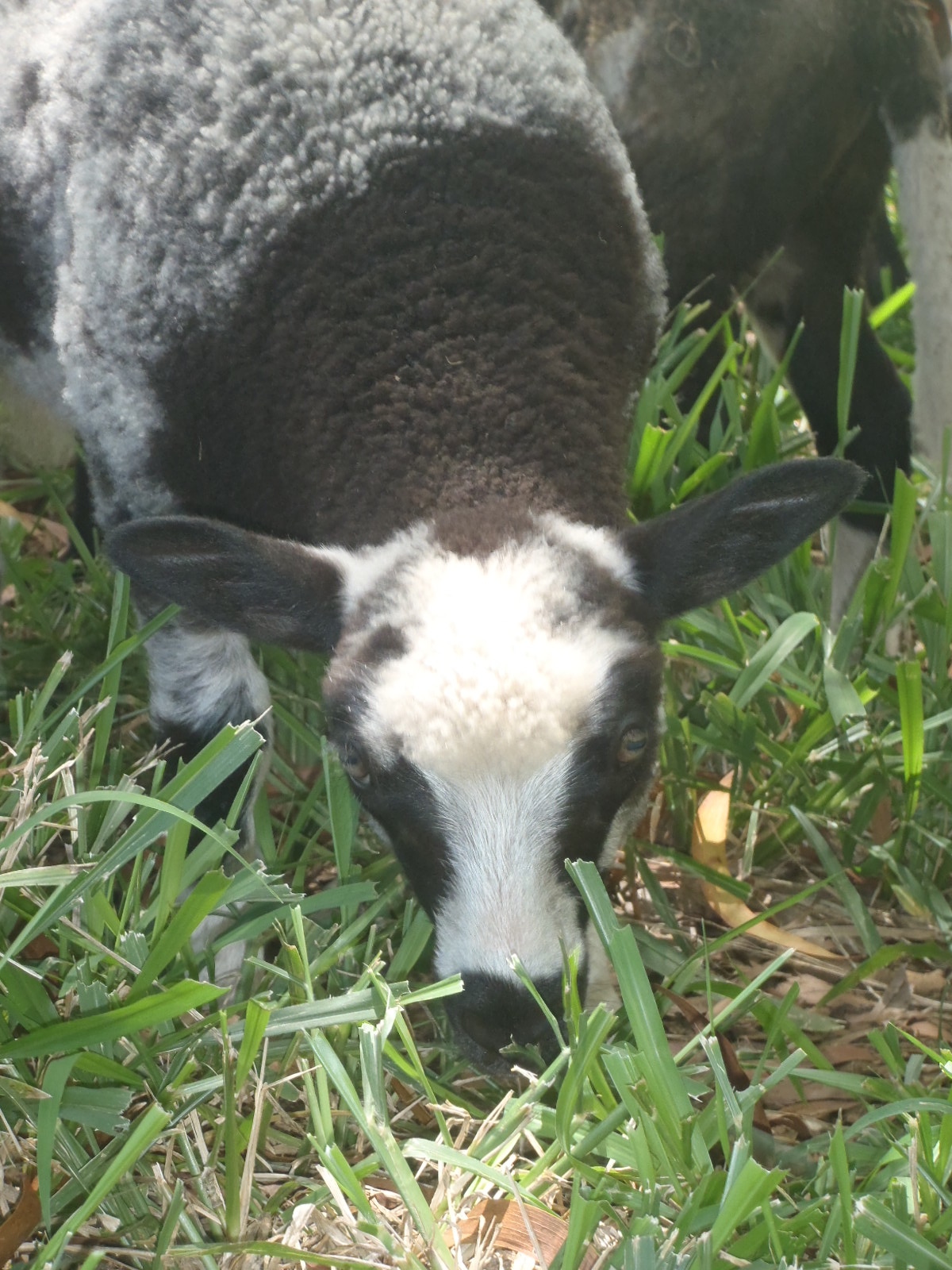 Fen's cute lamb