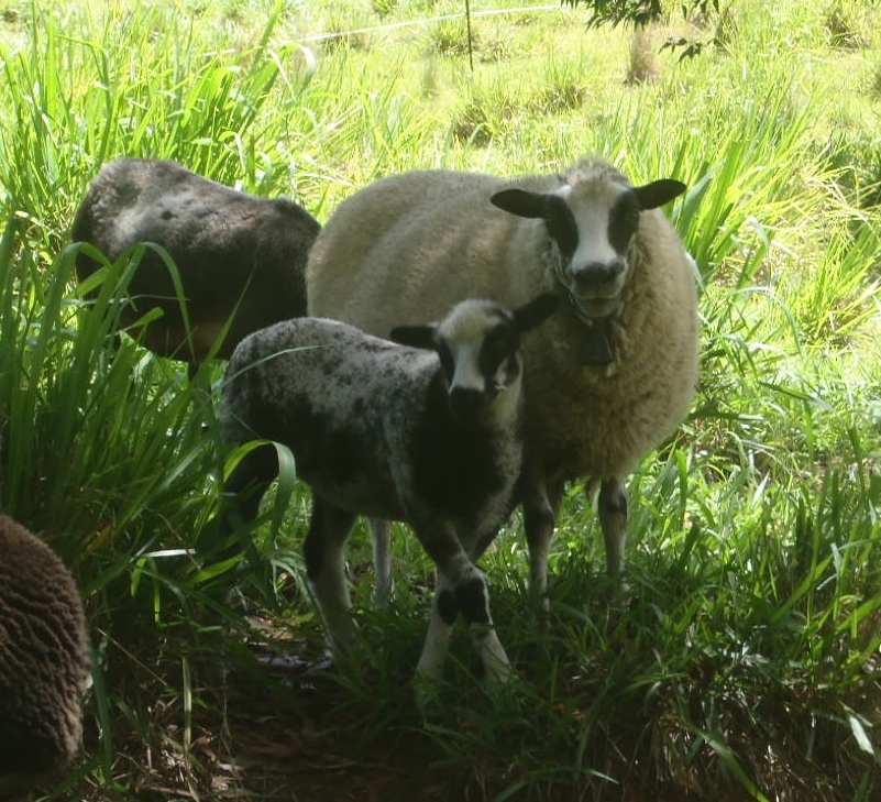 Fen and her lamb