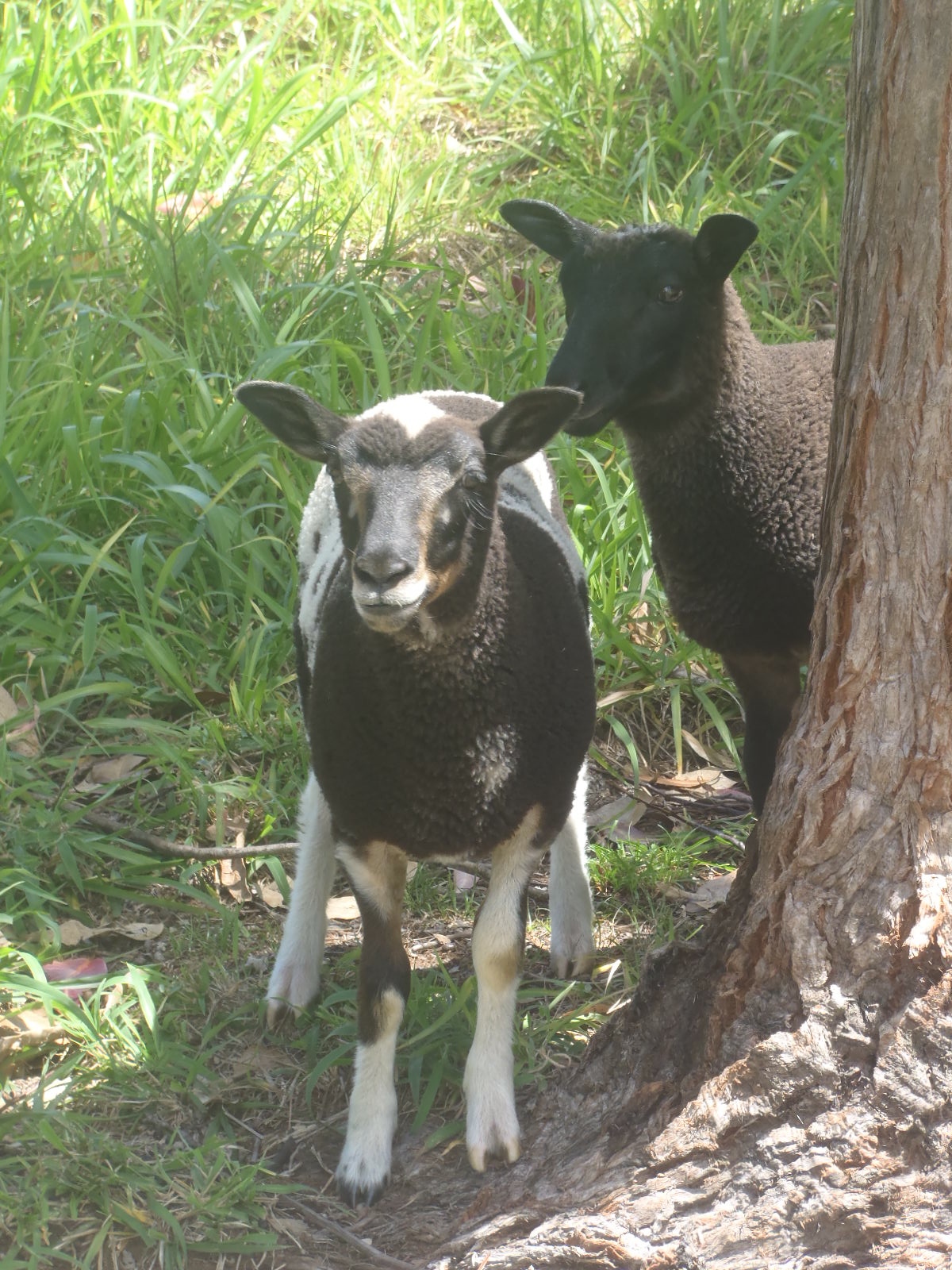 Forest's ewe lamb