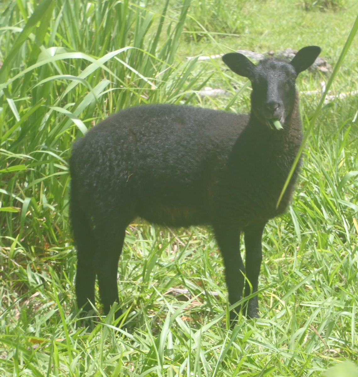 Treat's ewe lamb