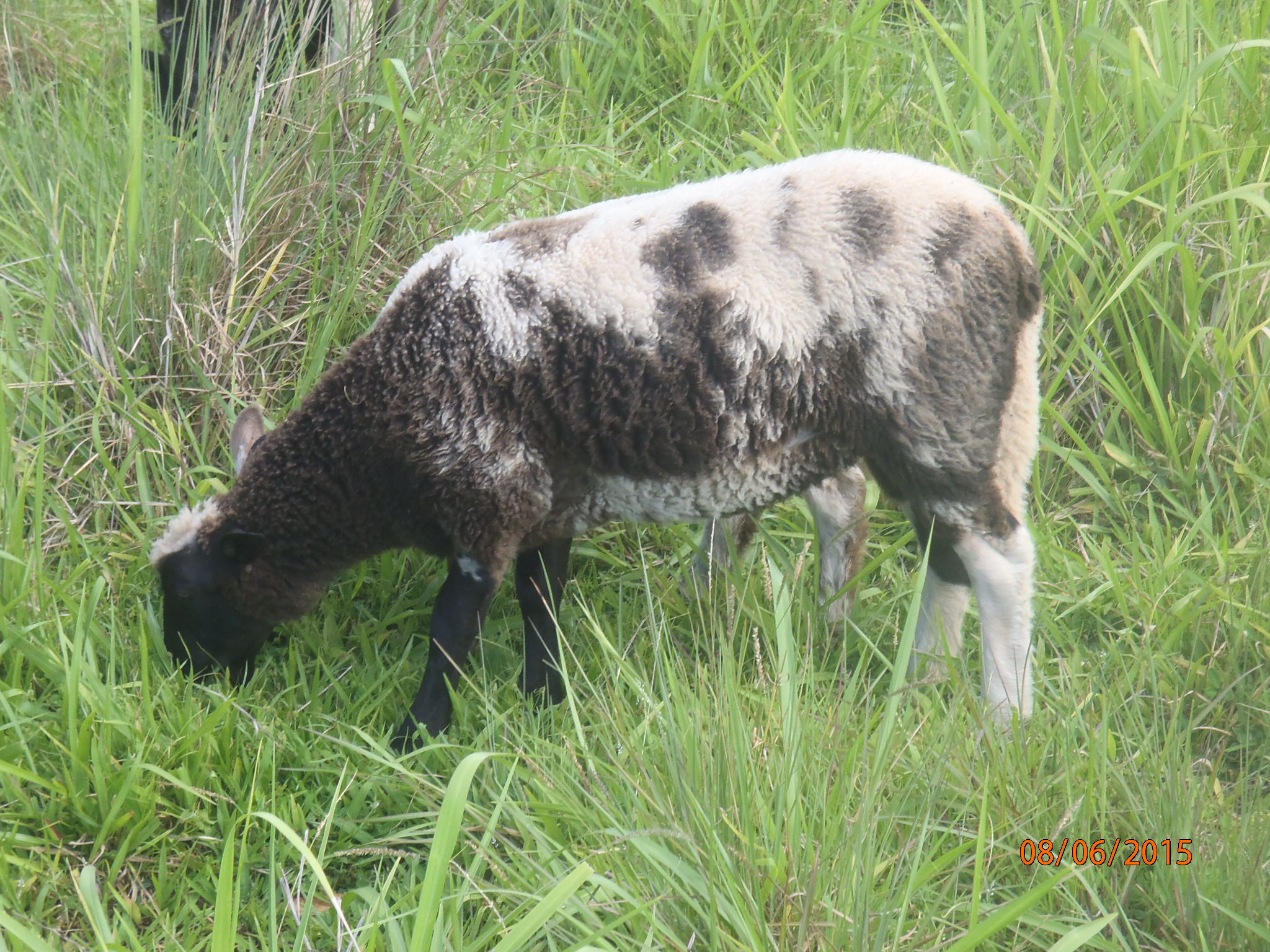 Forest 1st born ewe lamb