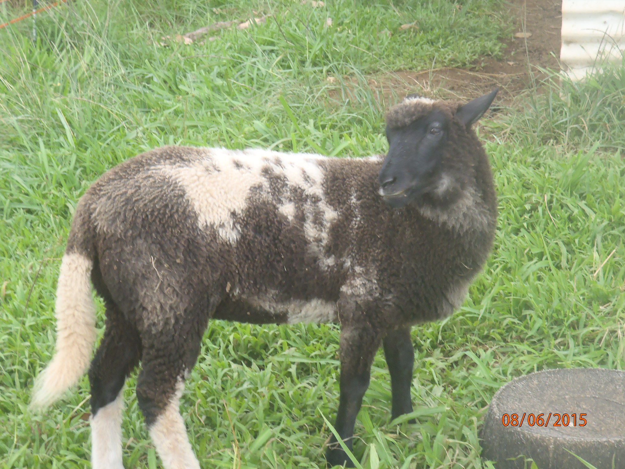 Forest 2nd born ewe lamb