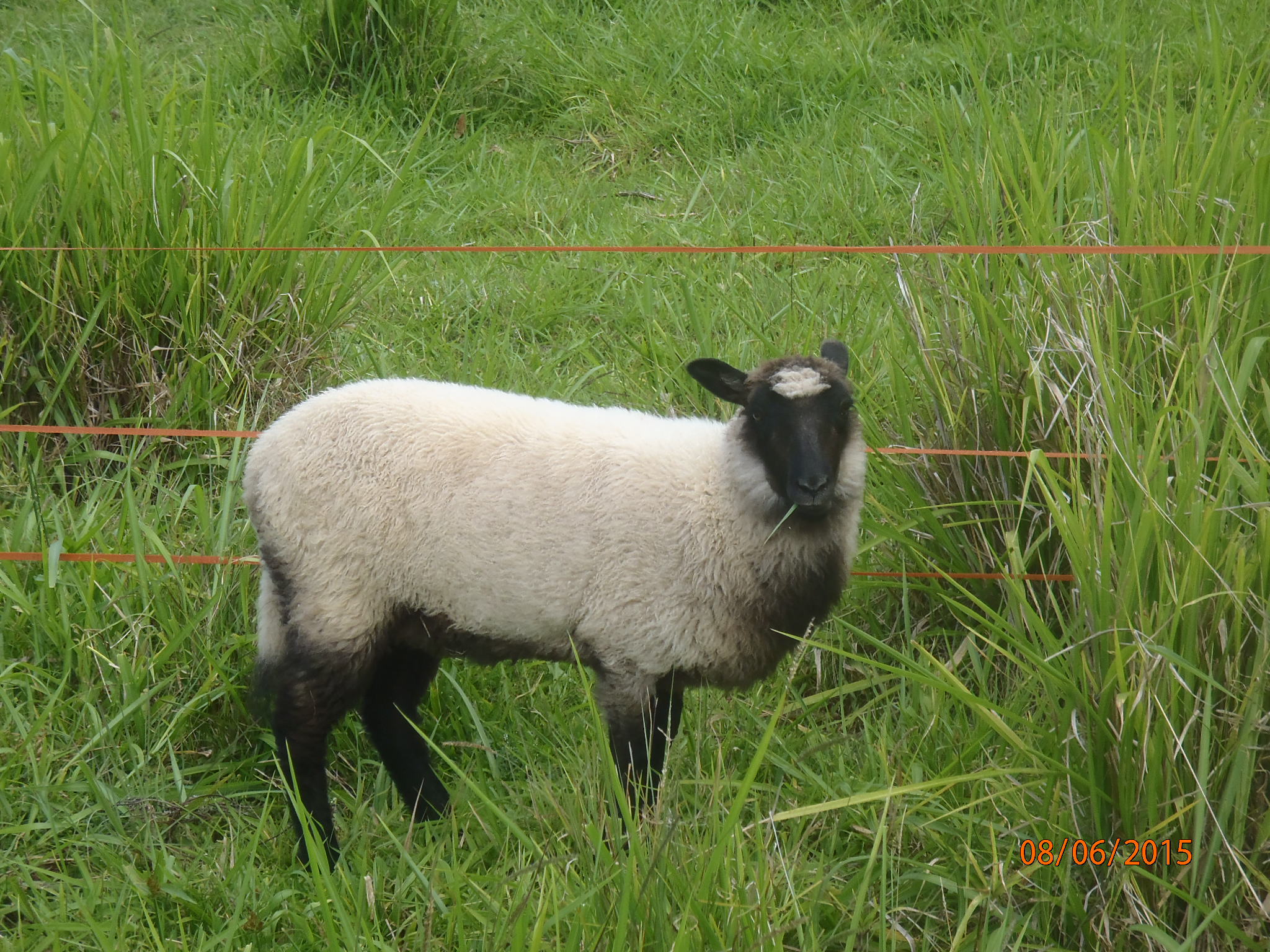Freesia's ewe lamb