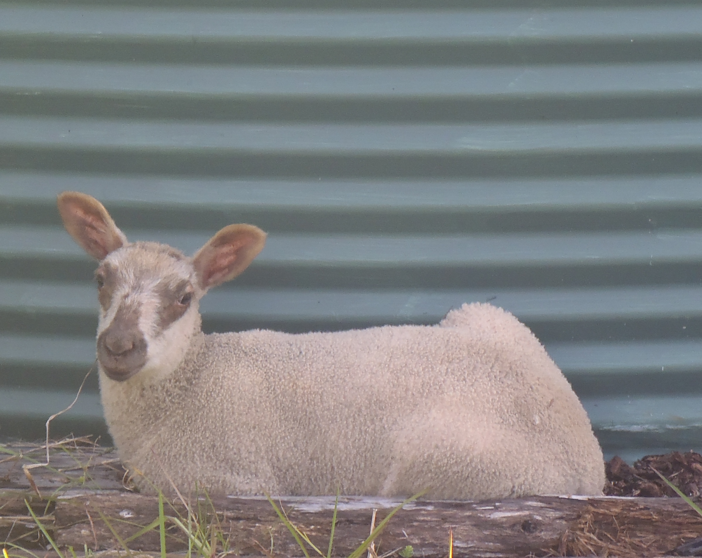 Chocolate Chip's ram lamb