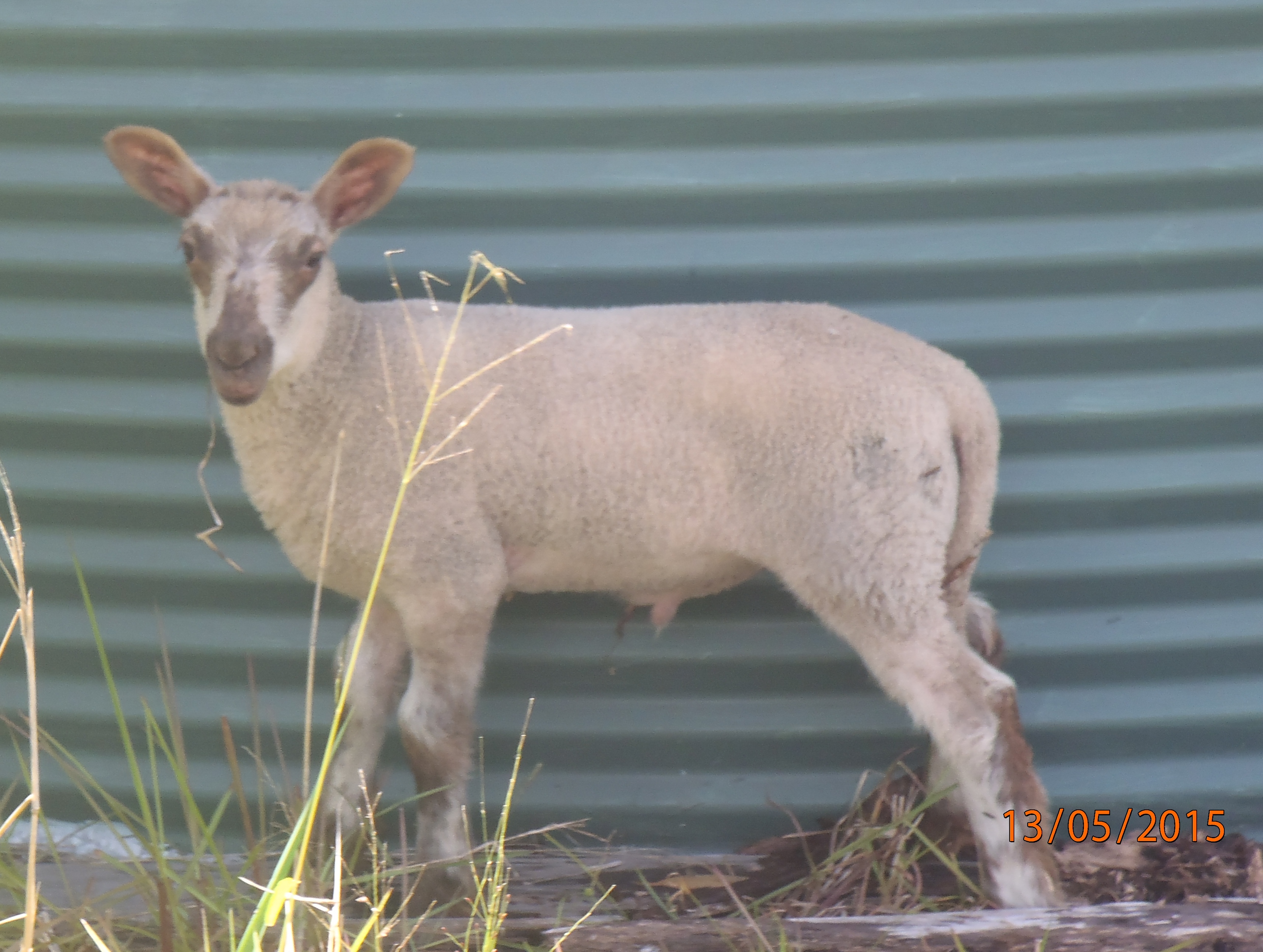 Chocolate Chip's ram lamb