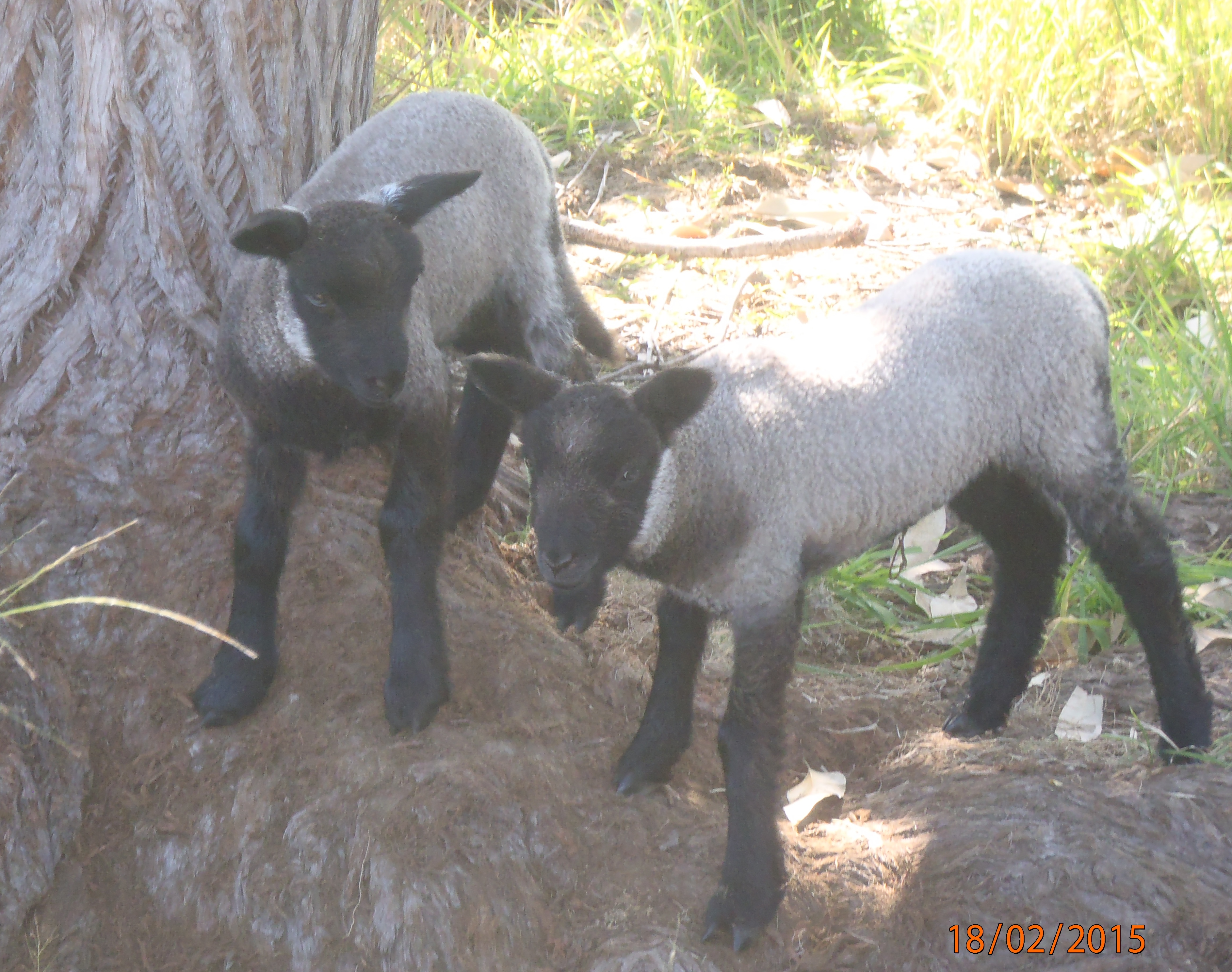 Easter and Freesia's Lambs