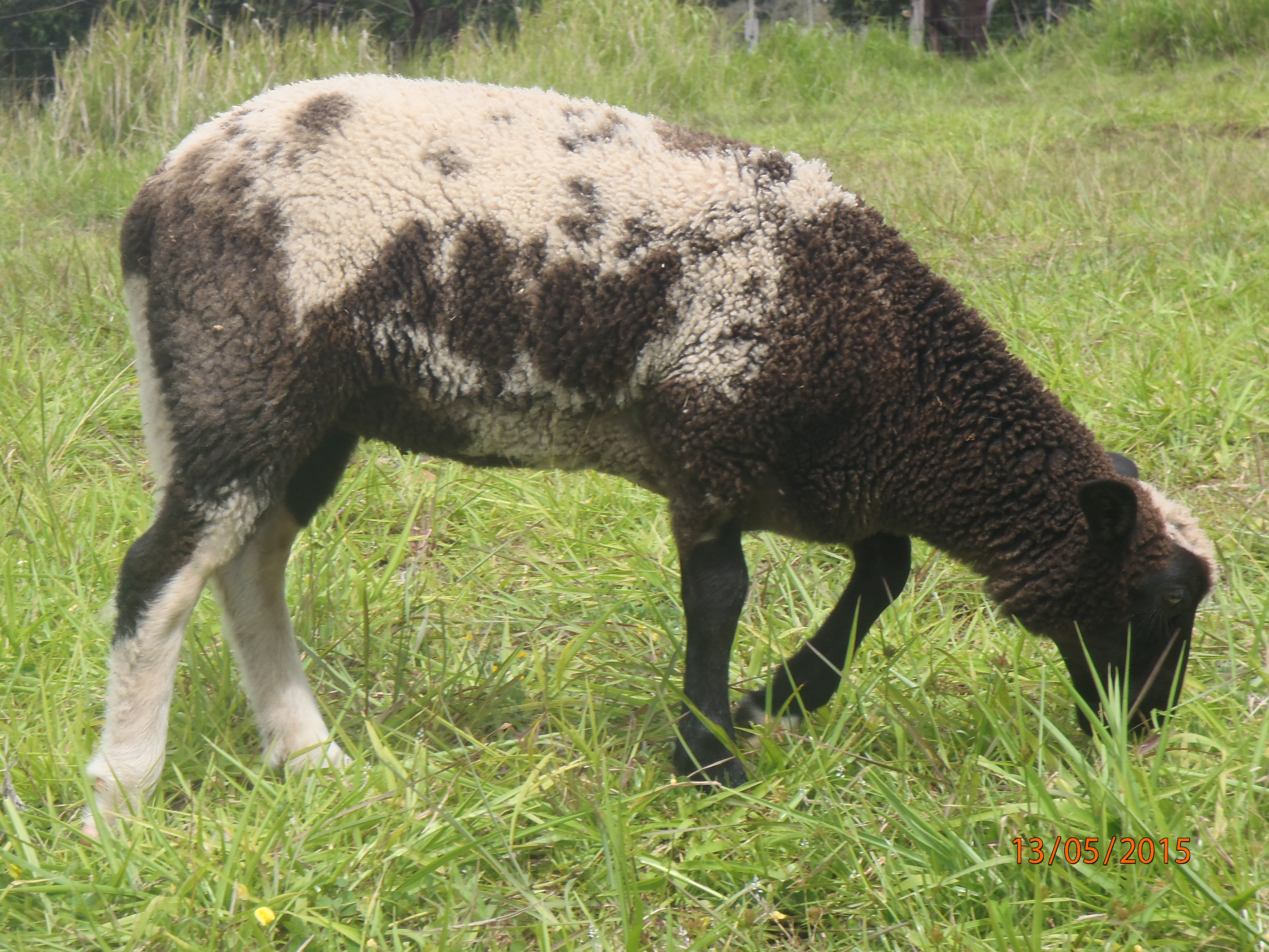 Forest 1st born ewe lamb