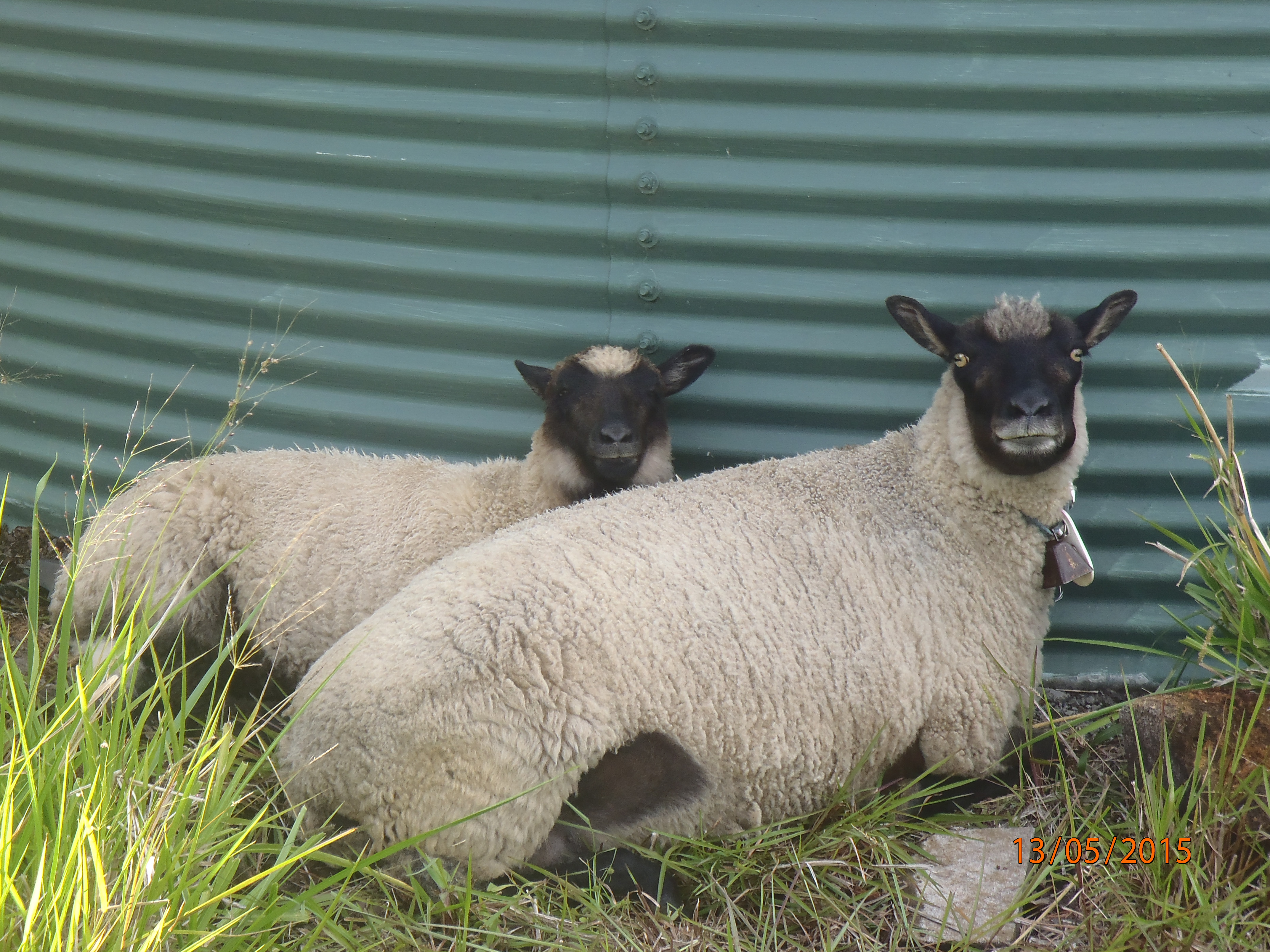 Freesia with her lamb