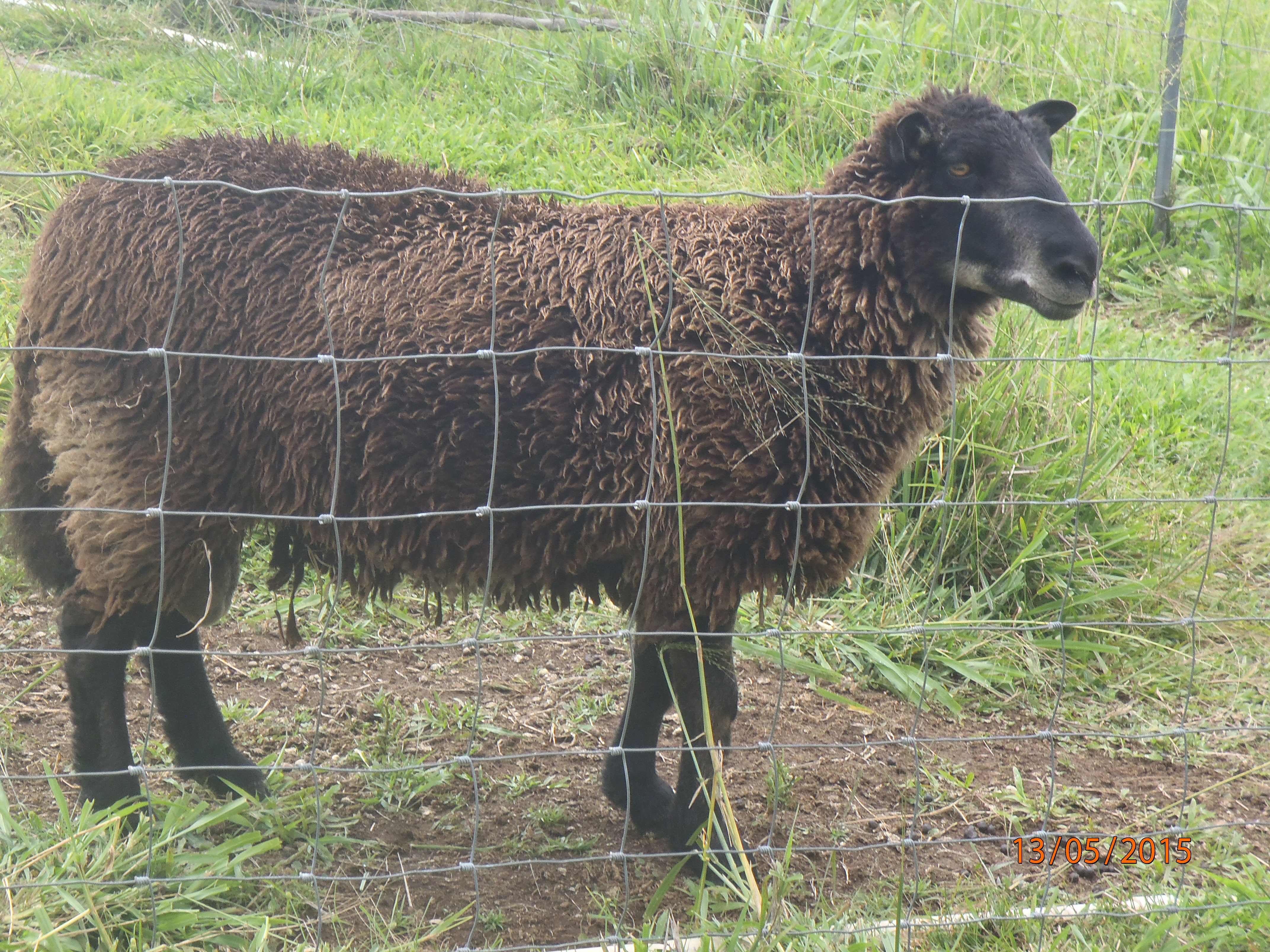 Photo of our young brown ram