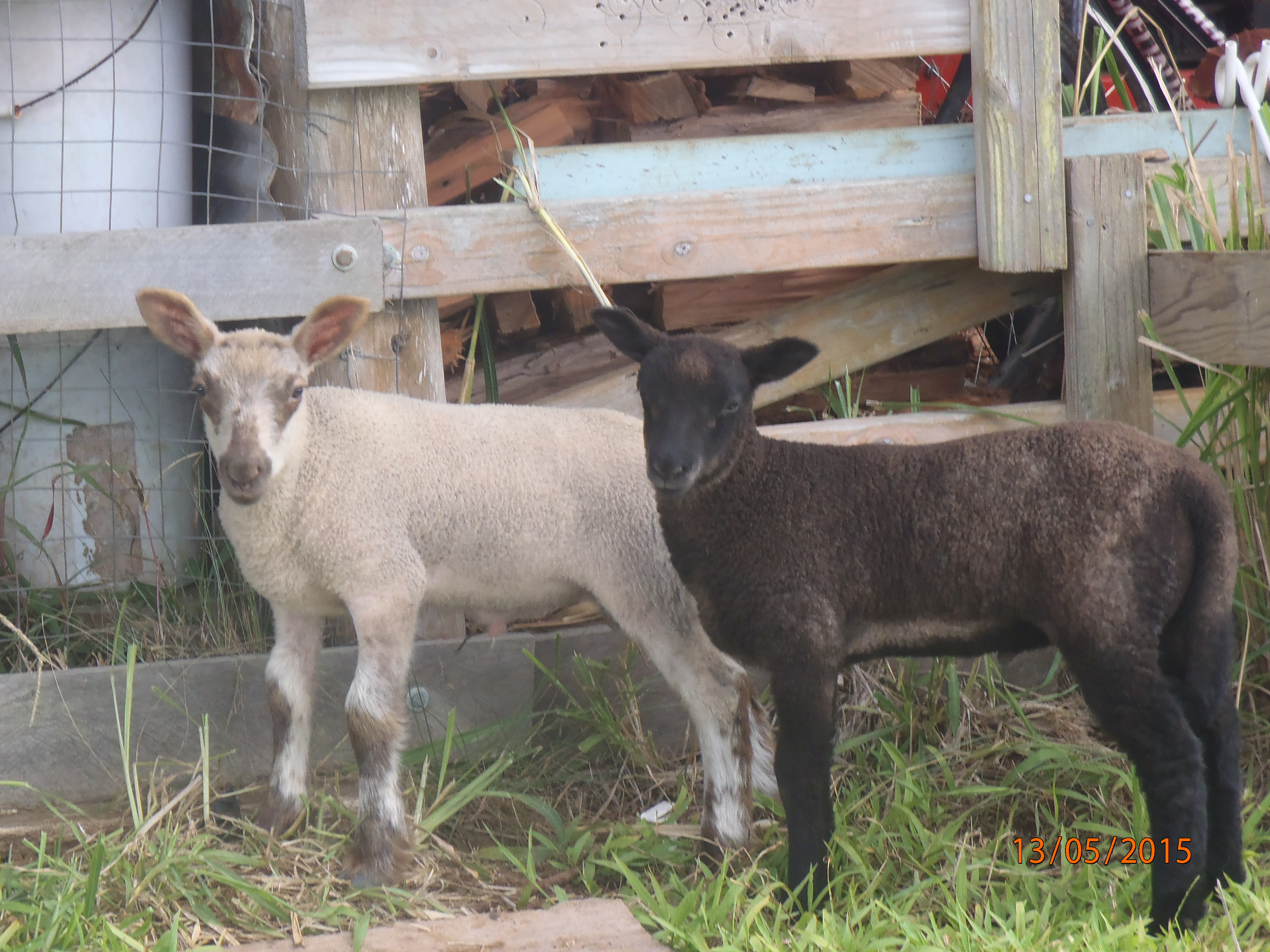 Fen's ram lamb.