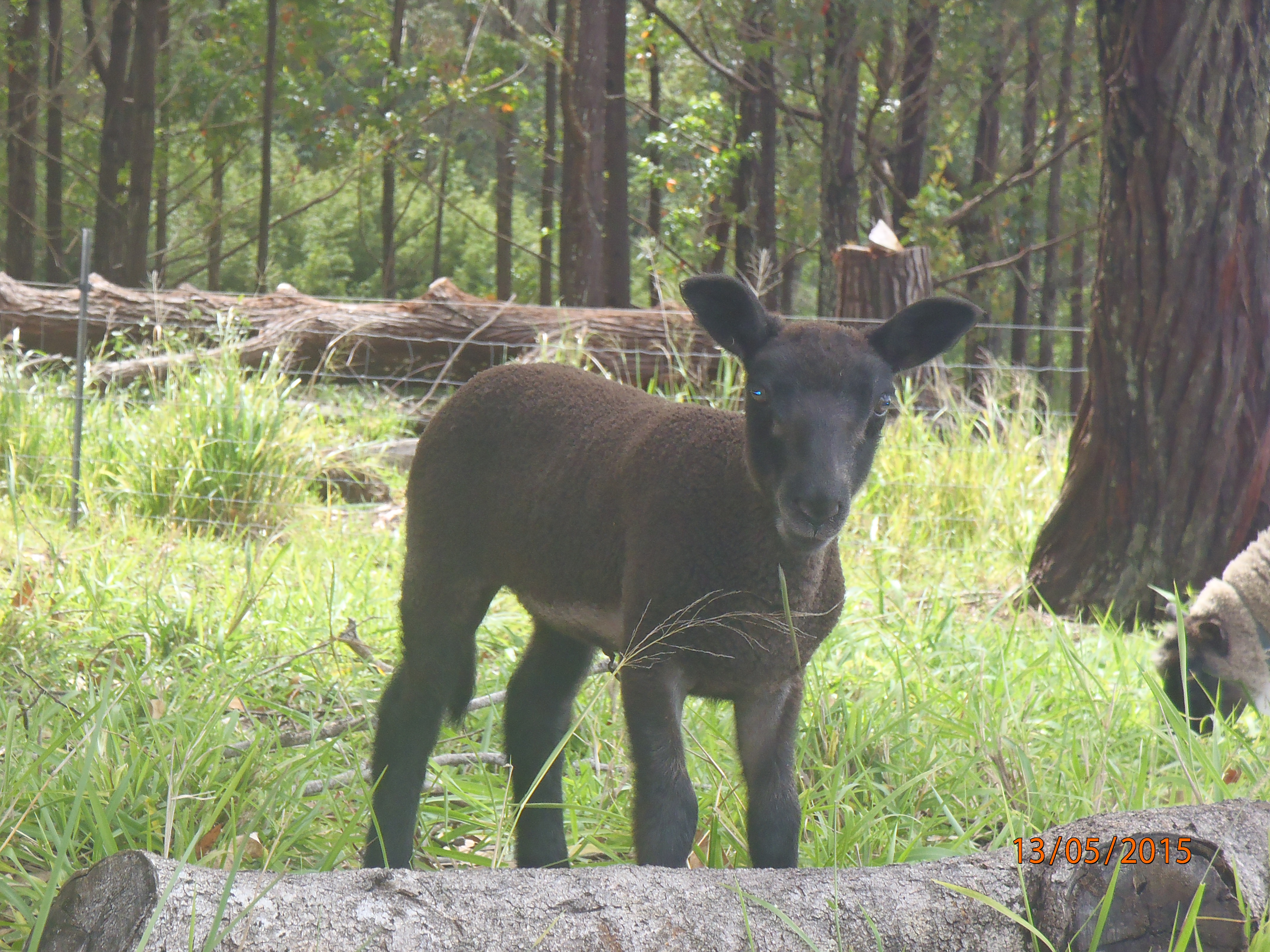 Treat's first born ewe lamb