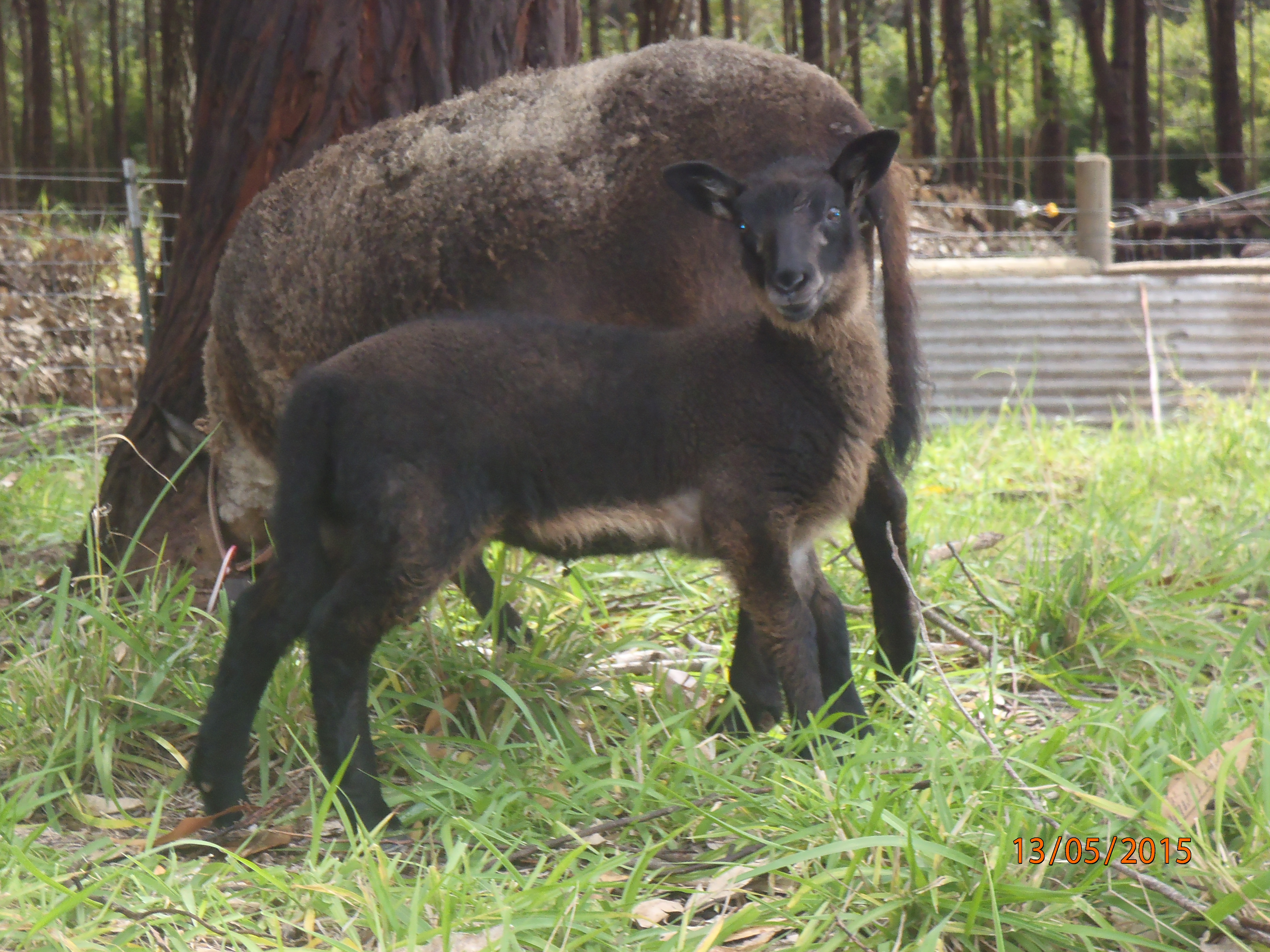 Treat's 2nd born ewe lamb