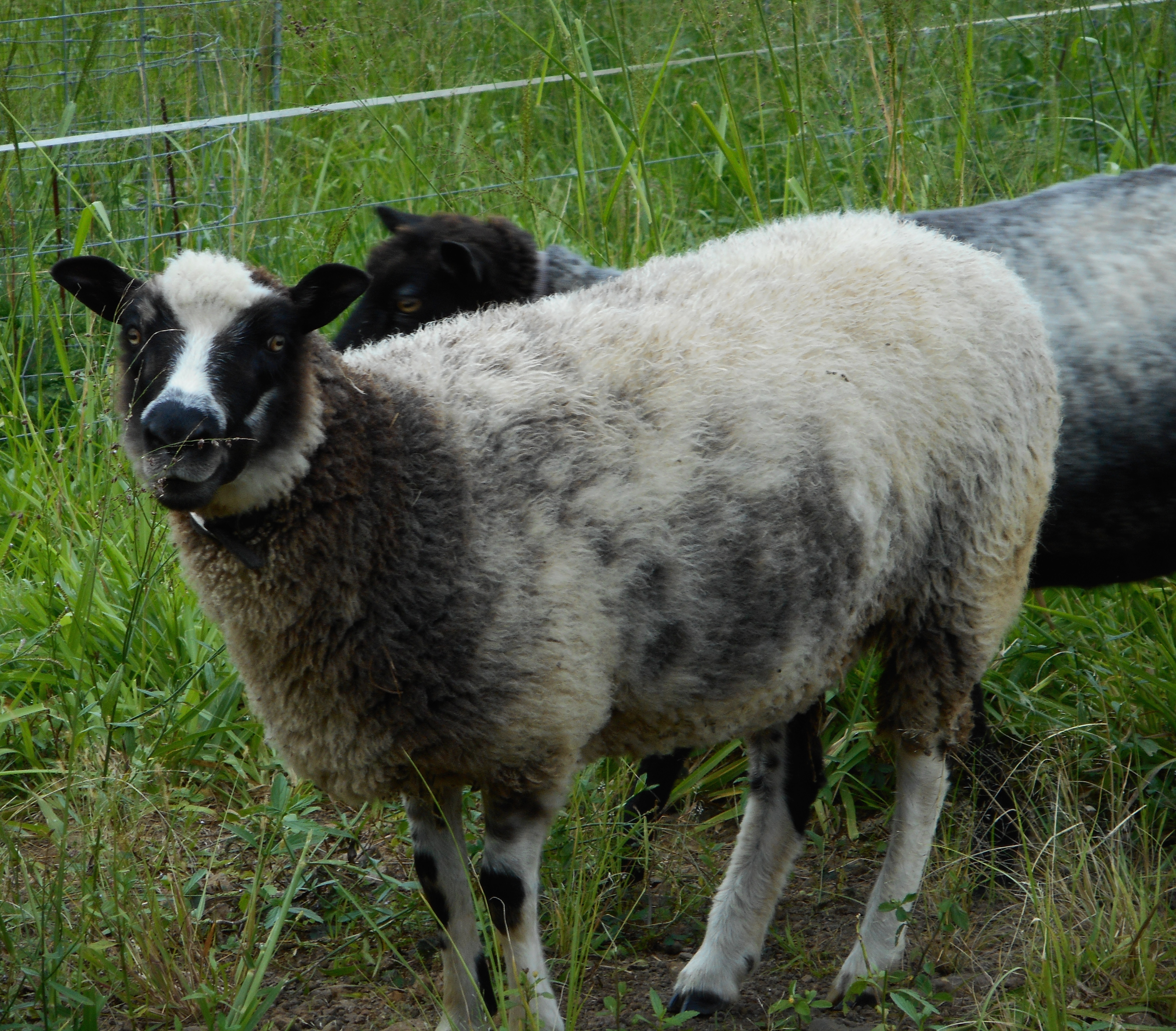 A photo of Fen's ewe from 2014