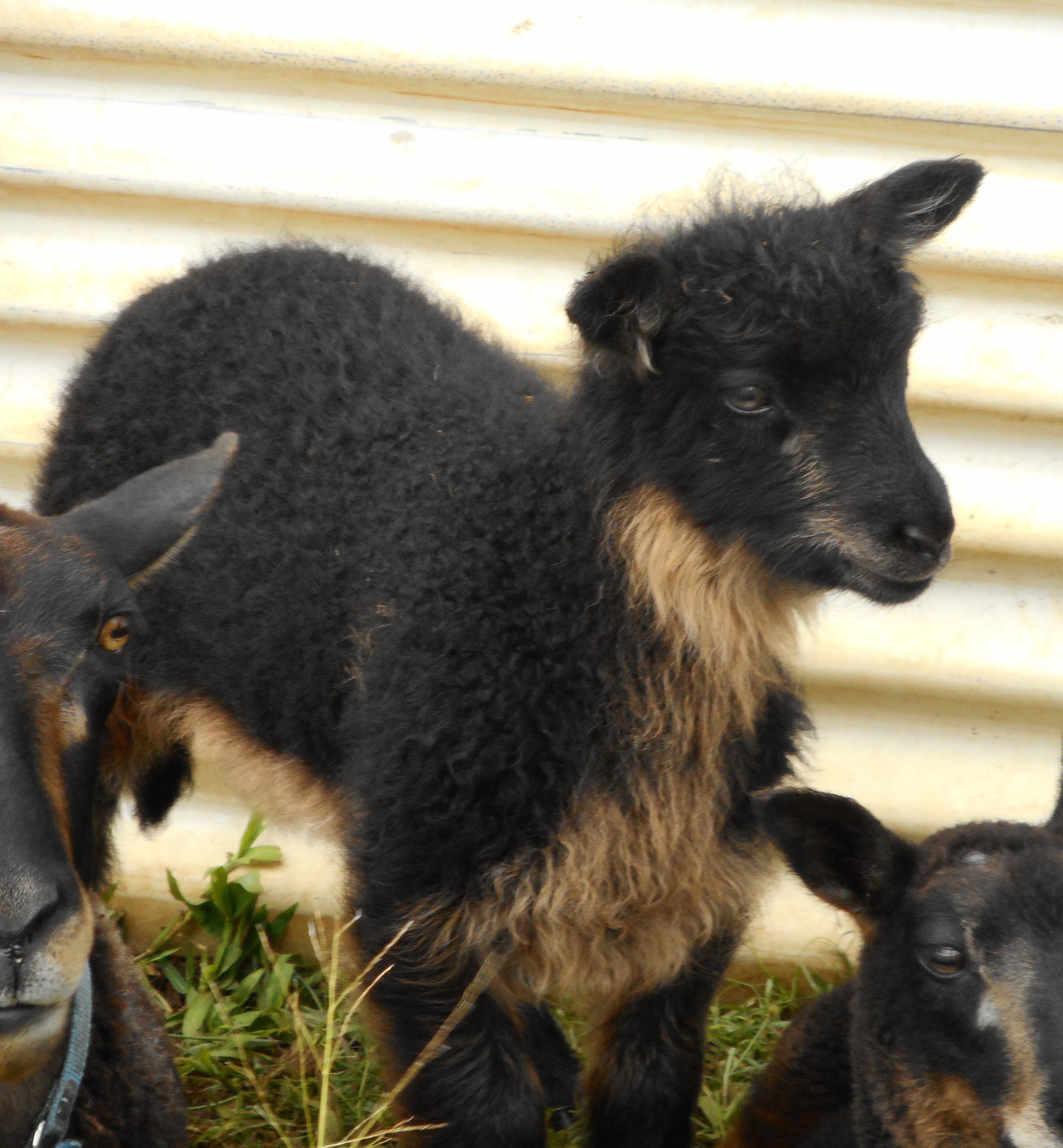 Black and tan ram lamb