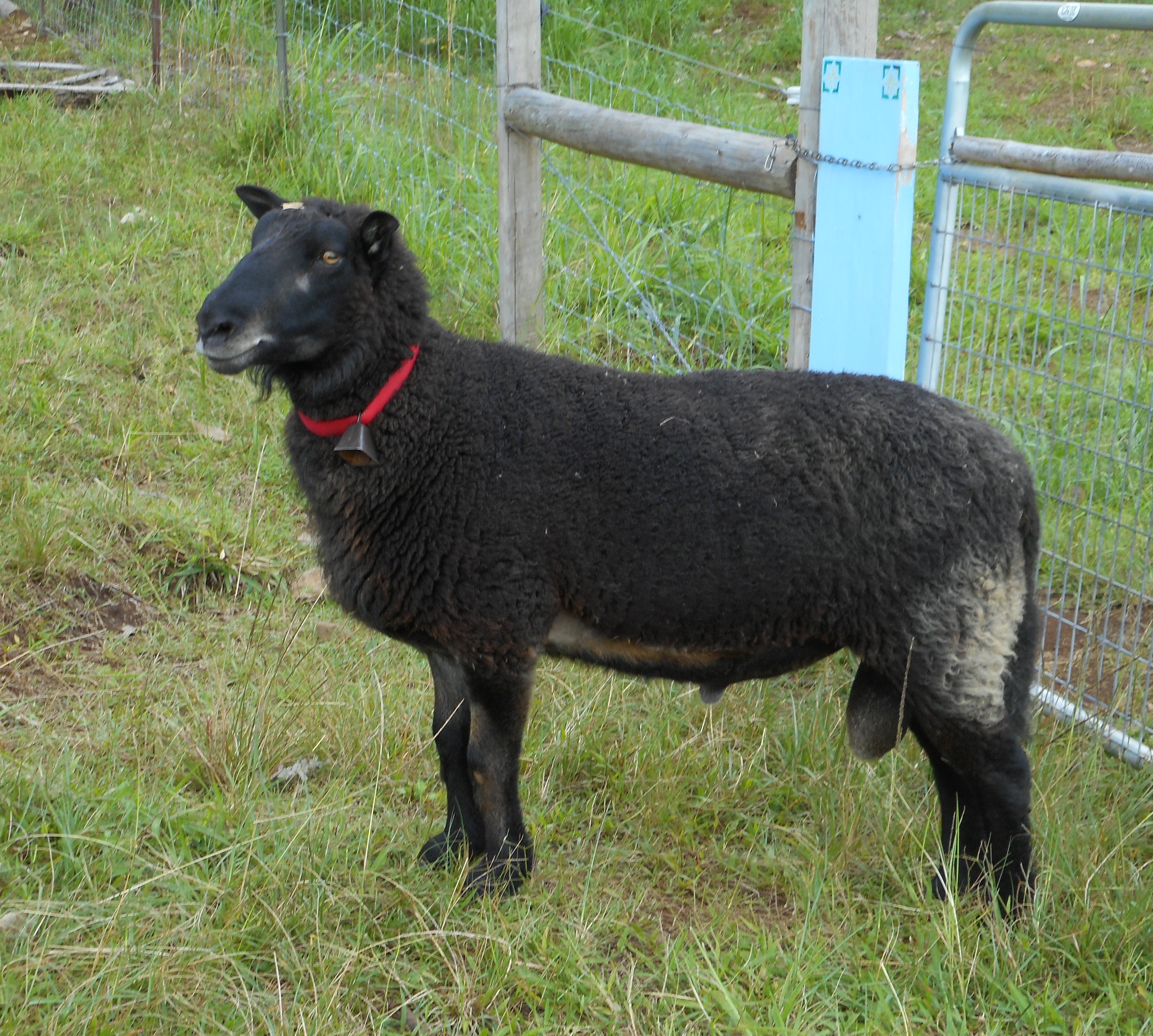 Photo of our young brown ram