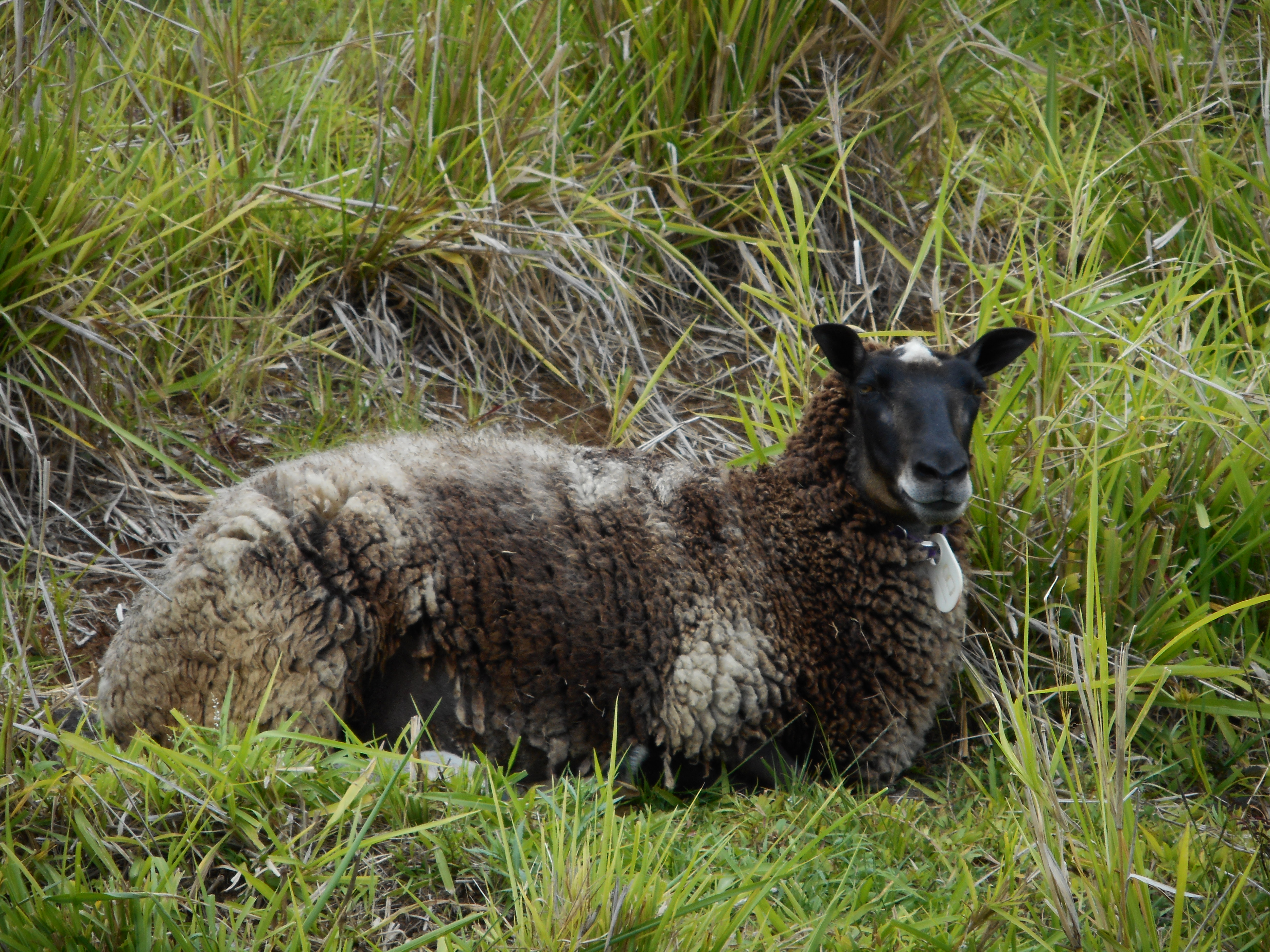 Sun Beam, one of our ewes