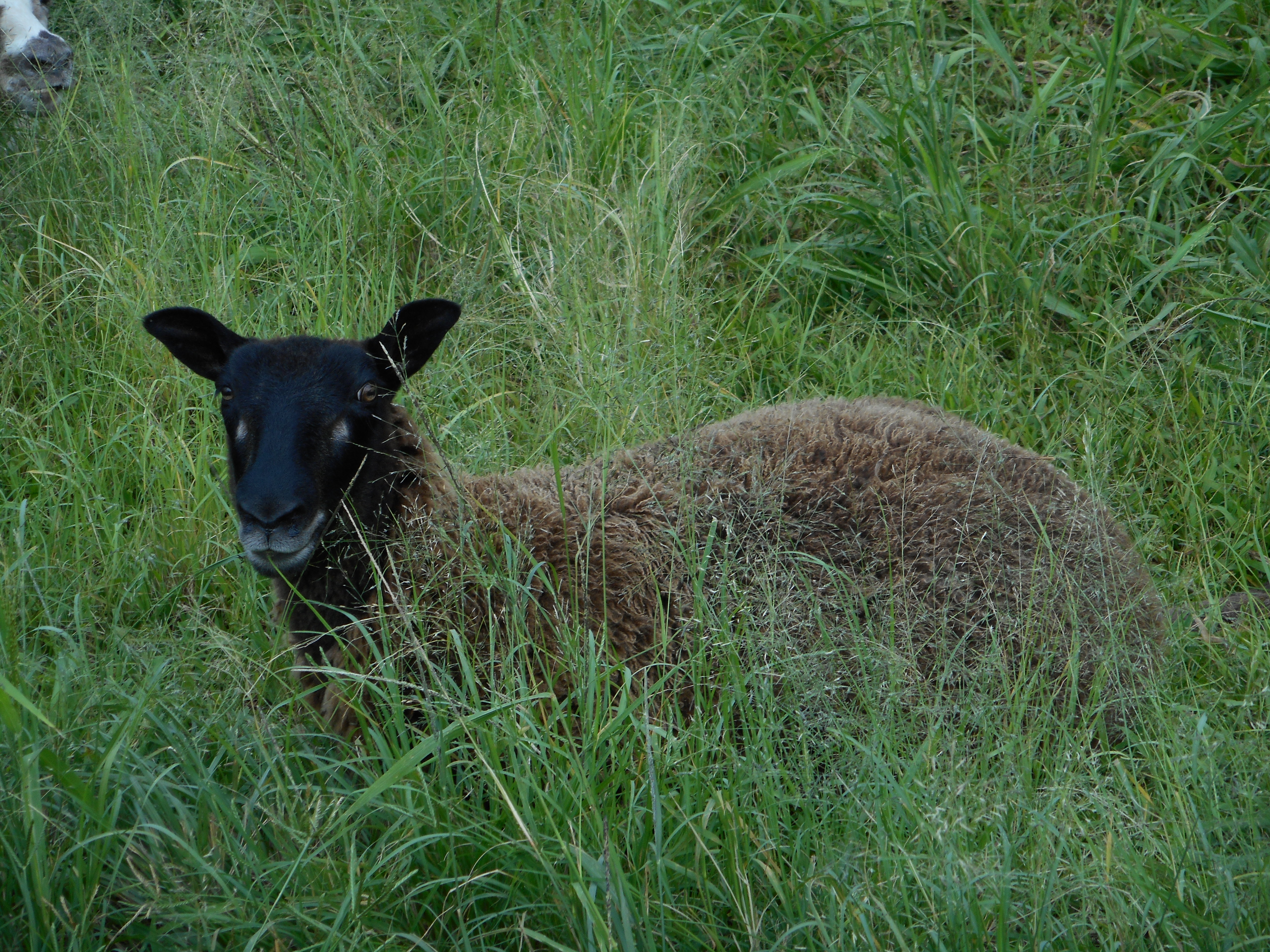 Treat lamb