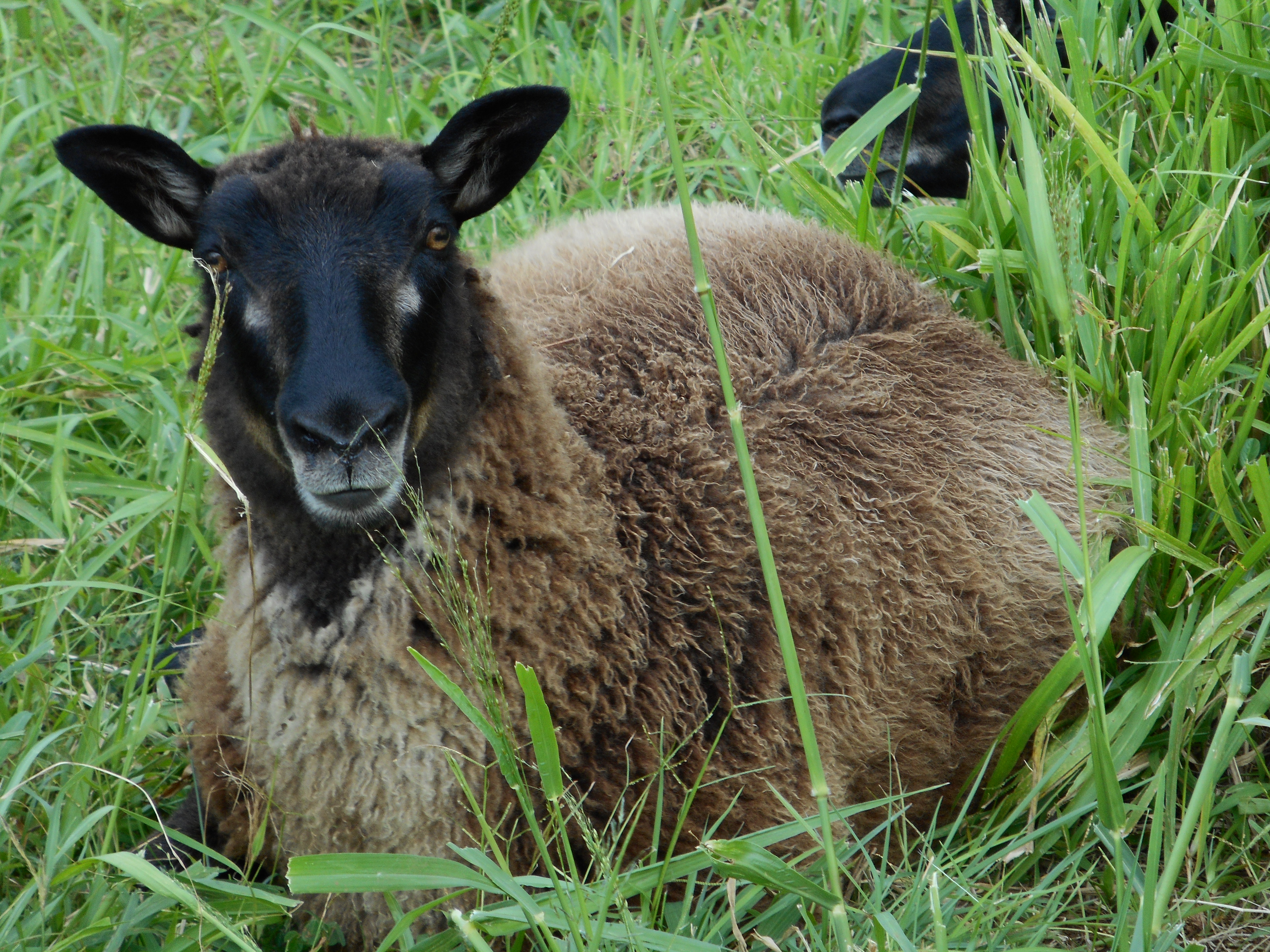 Treat's 2nd born lamb