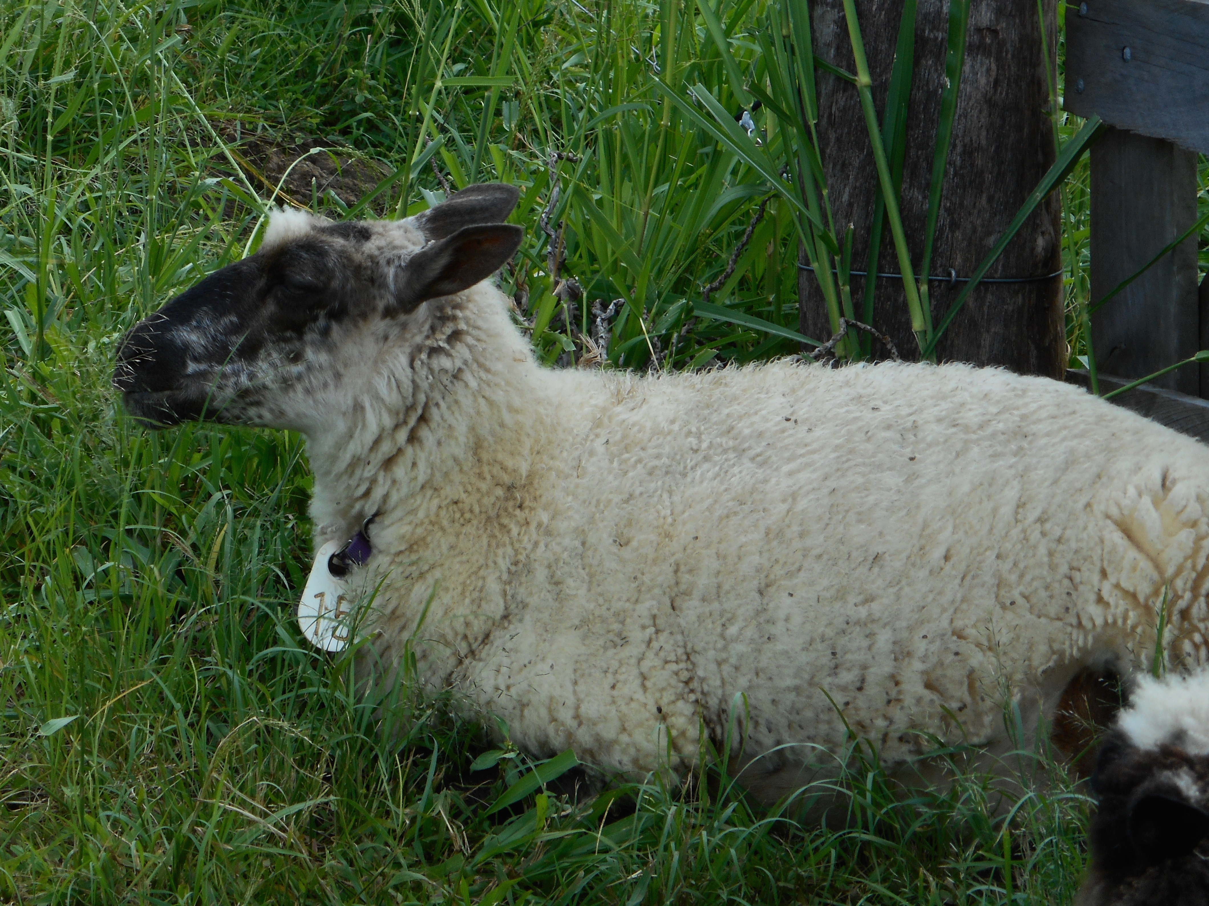 Photo of Chocolate Chip's white lamb from 2014