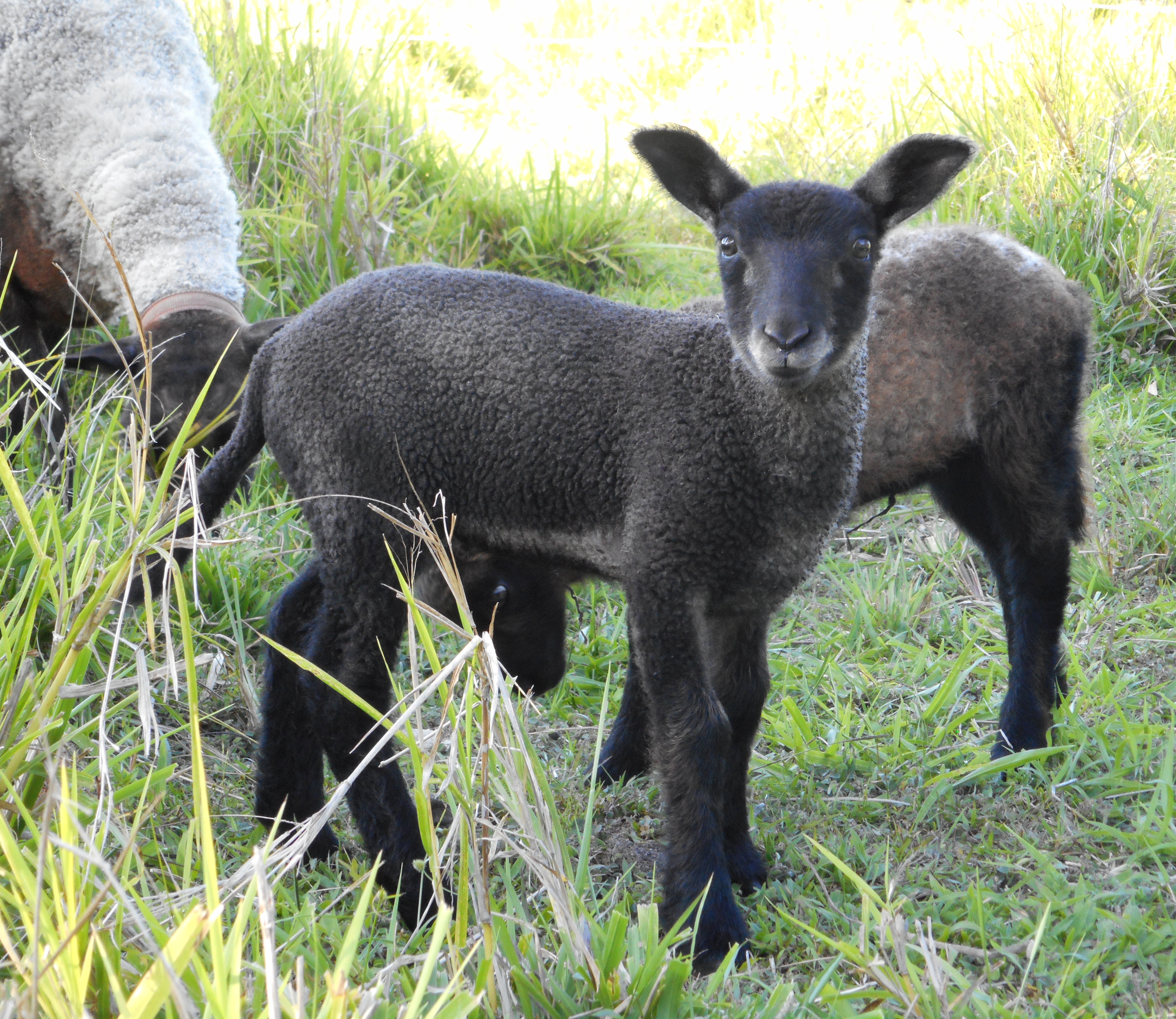 Cocoa's 2nd born lamb