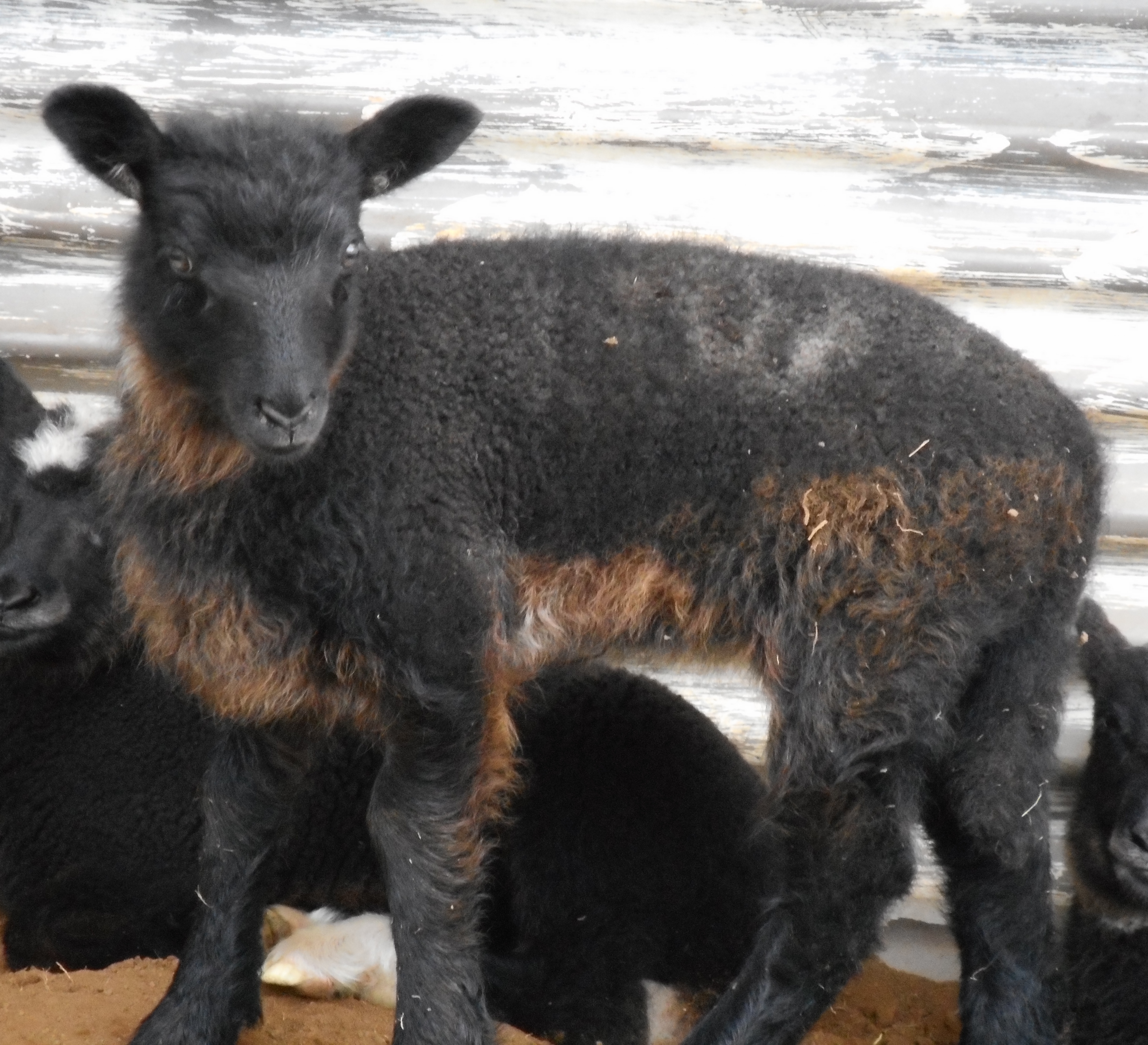 Easter's ewe lamb