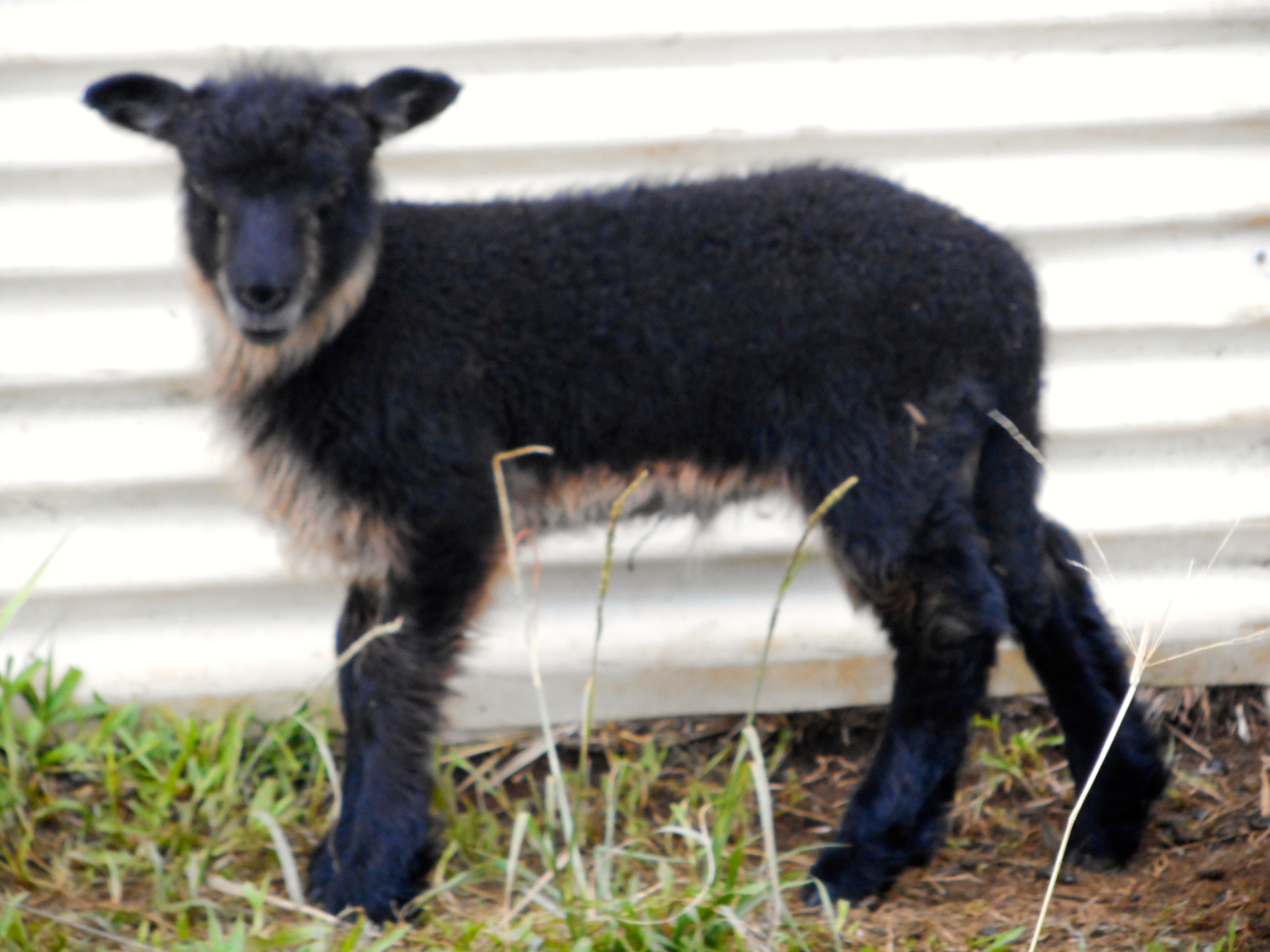 Easter's ram lamb