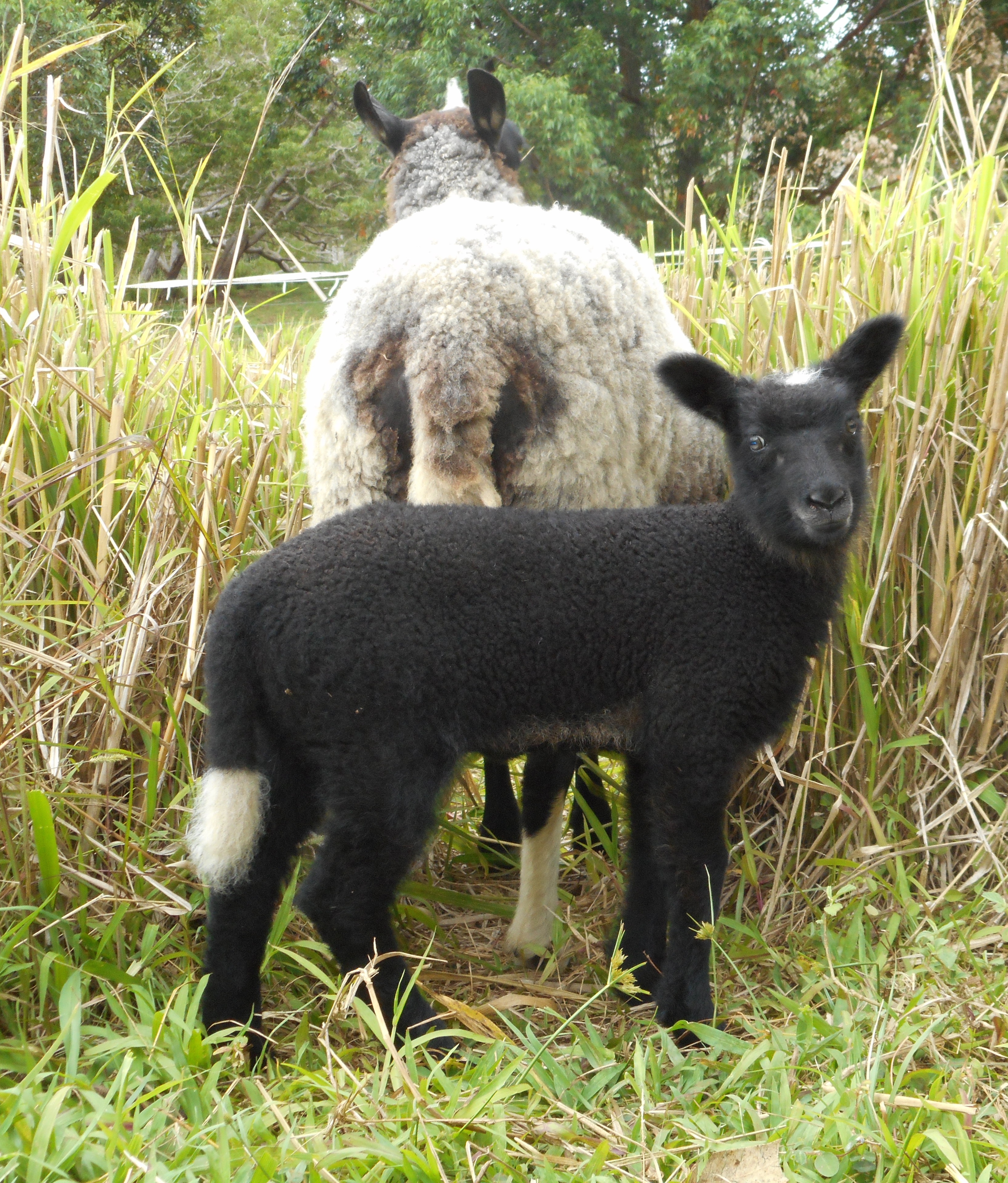 Photo of Forest's ewe lamb