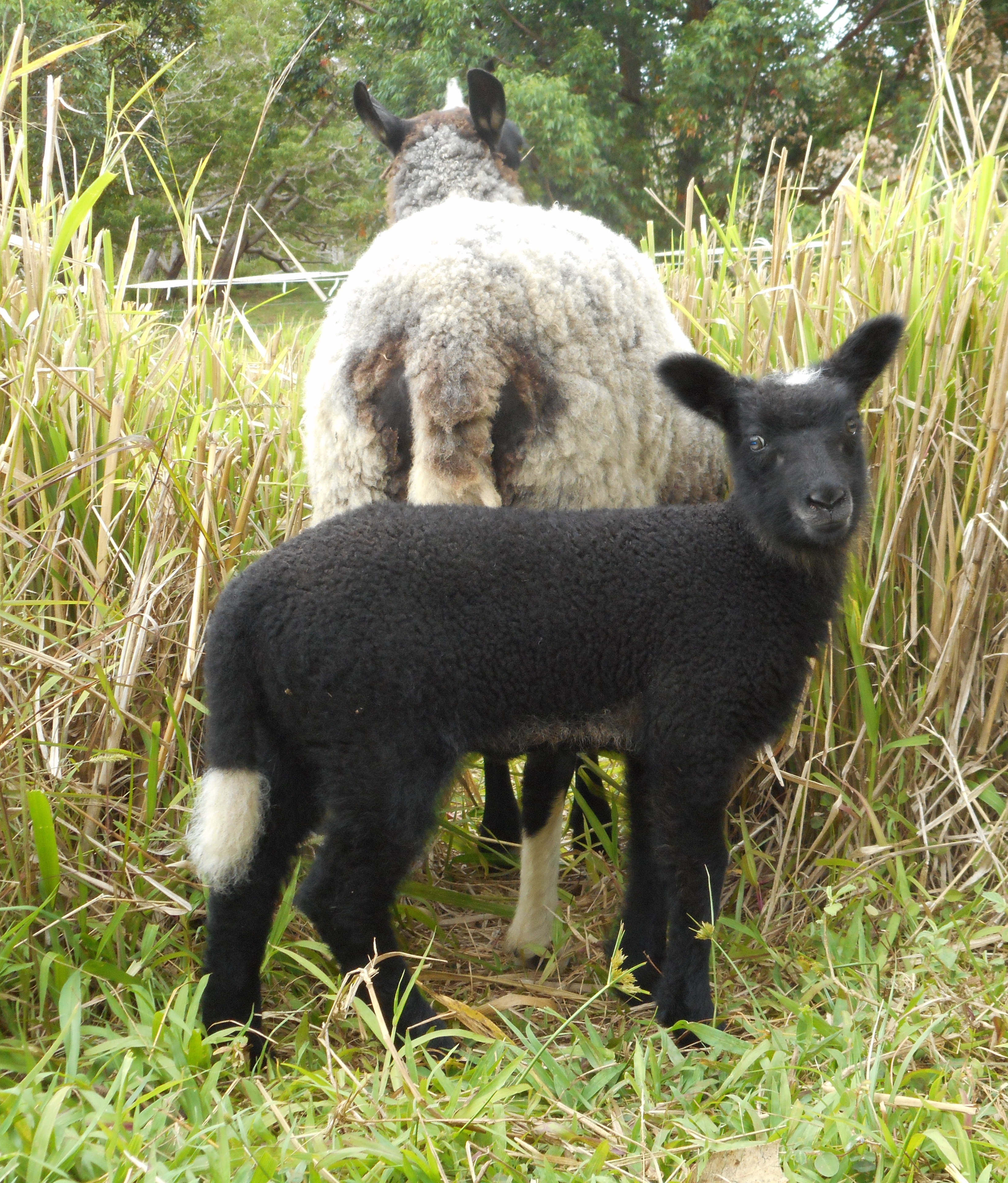 Photo of Forest's ewe lamb