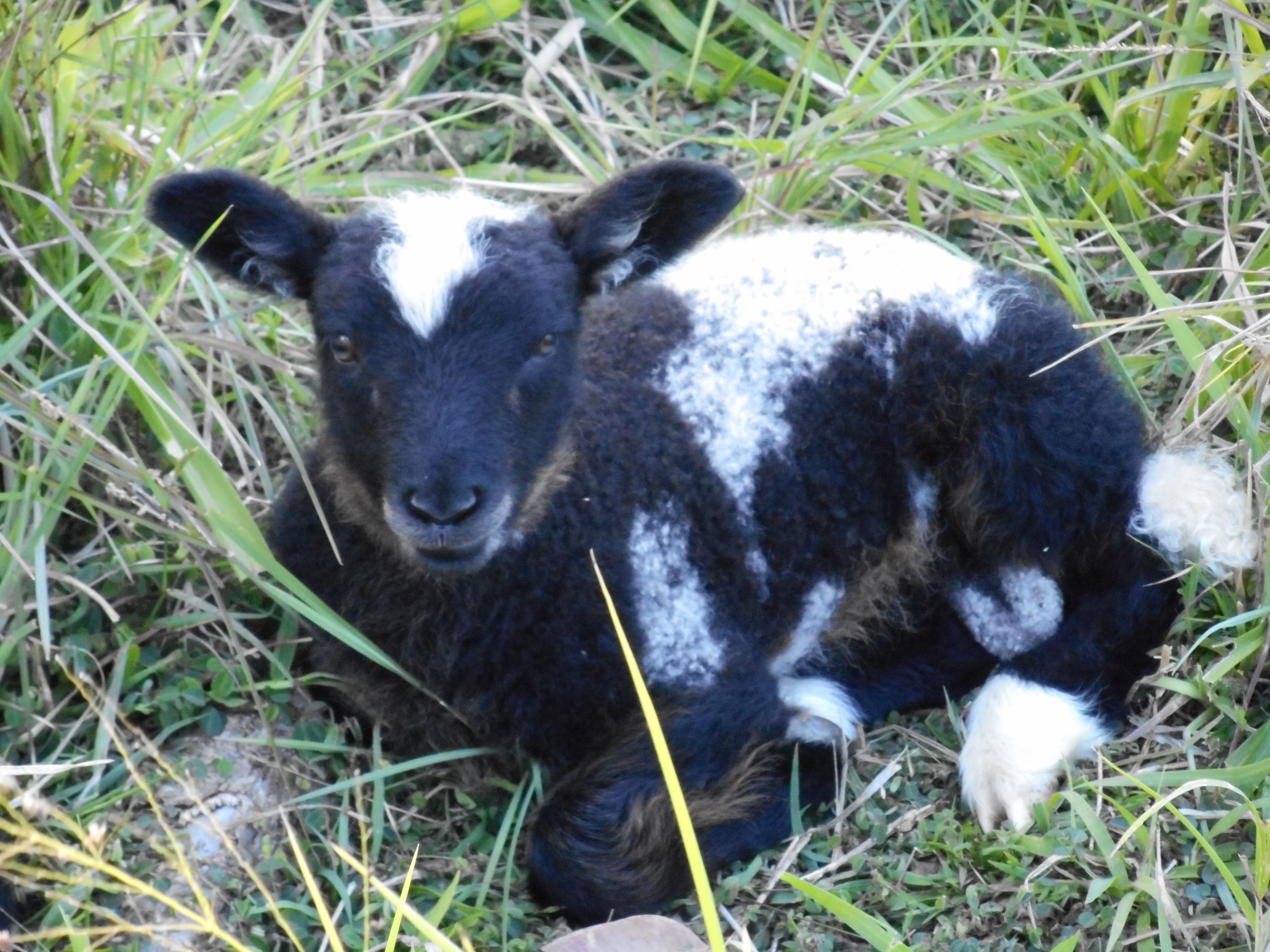 Freesia's ram lamb