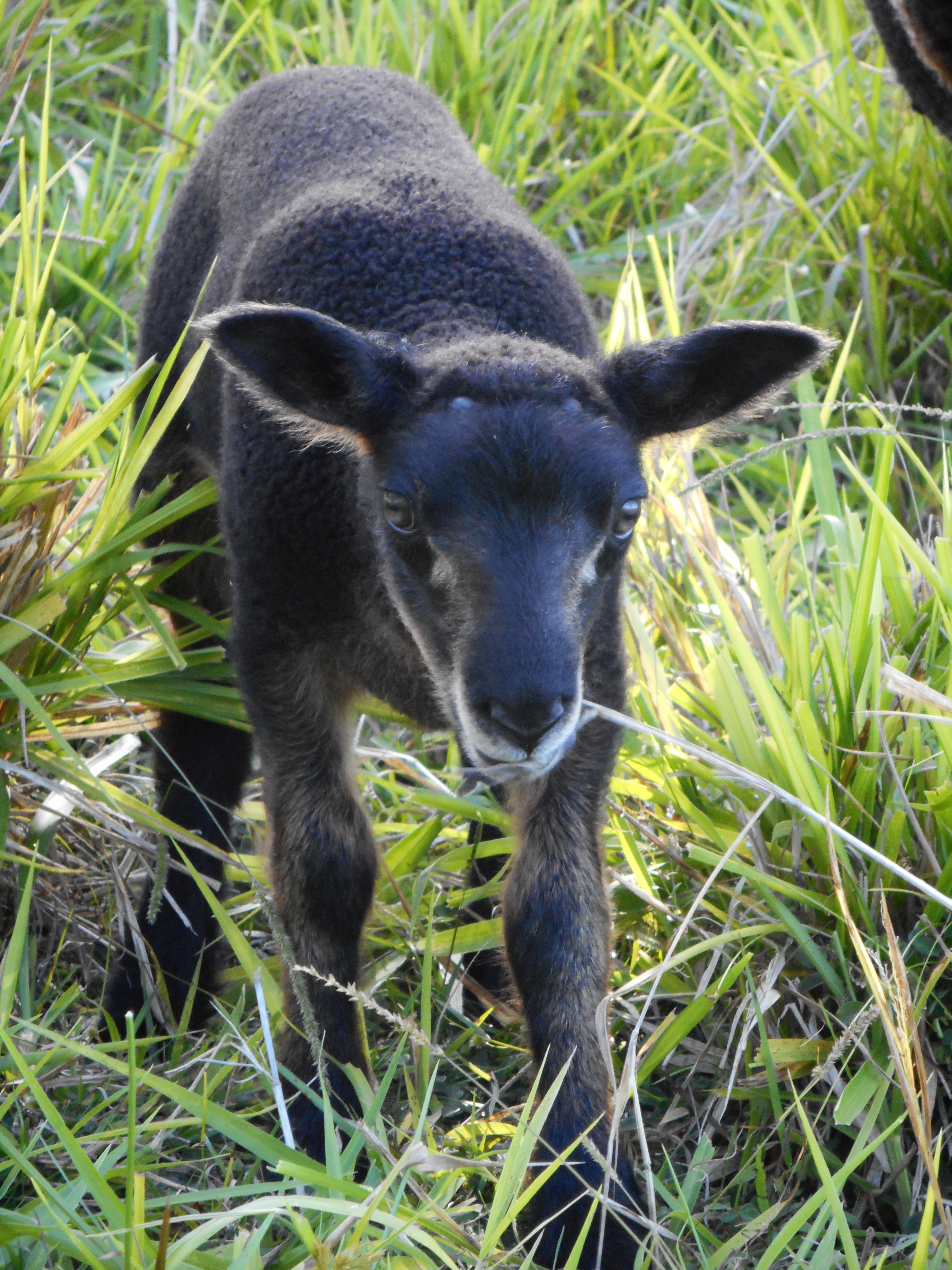 Tree's lamb