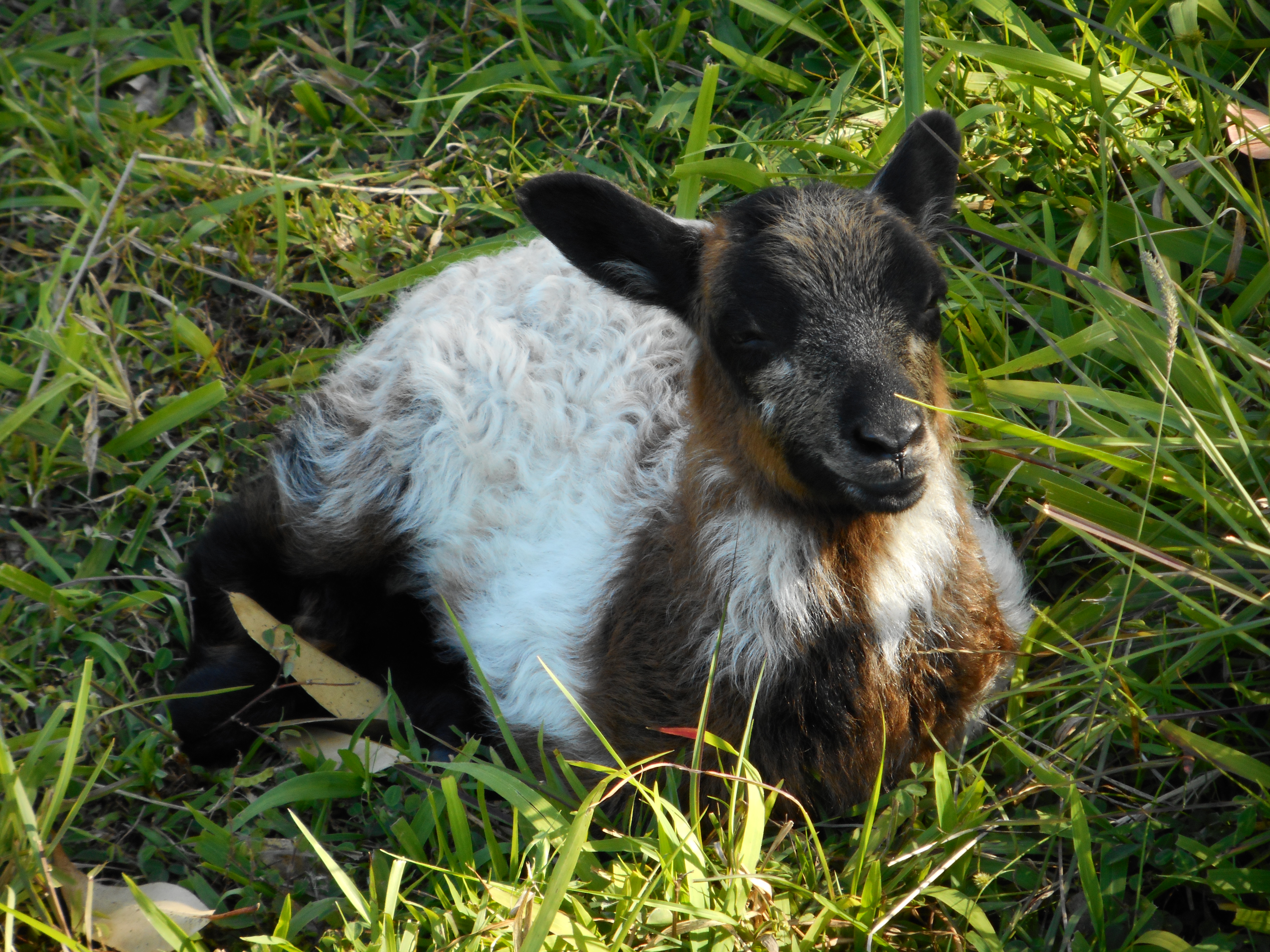 1st born lamb laying down