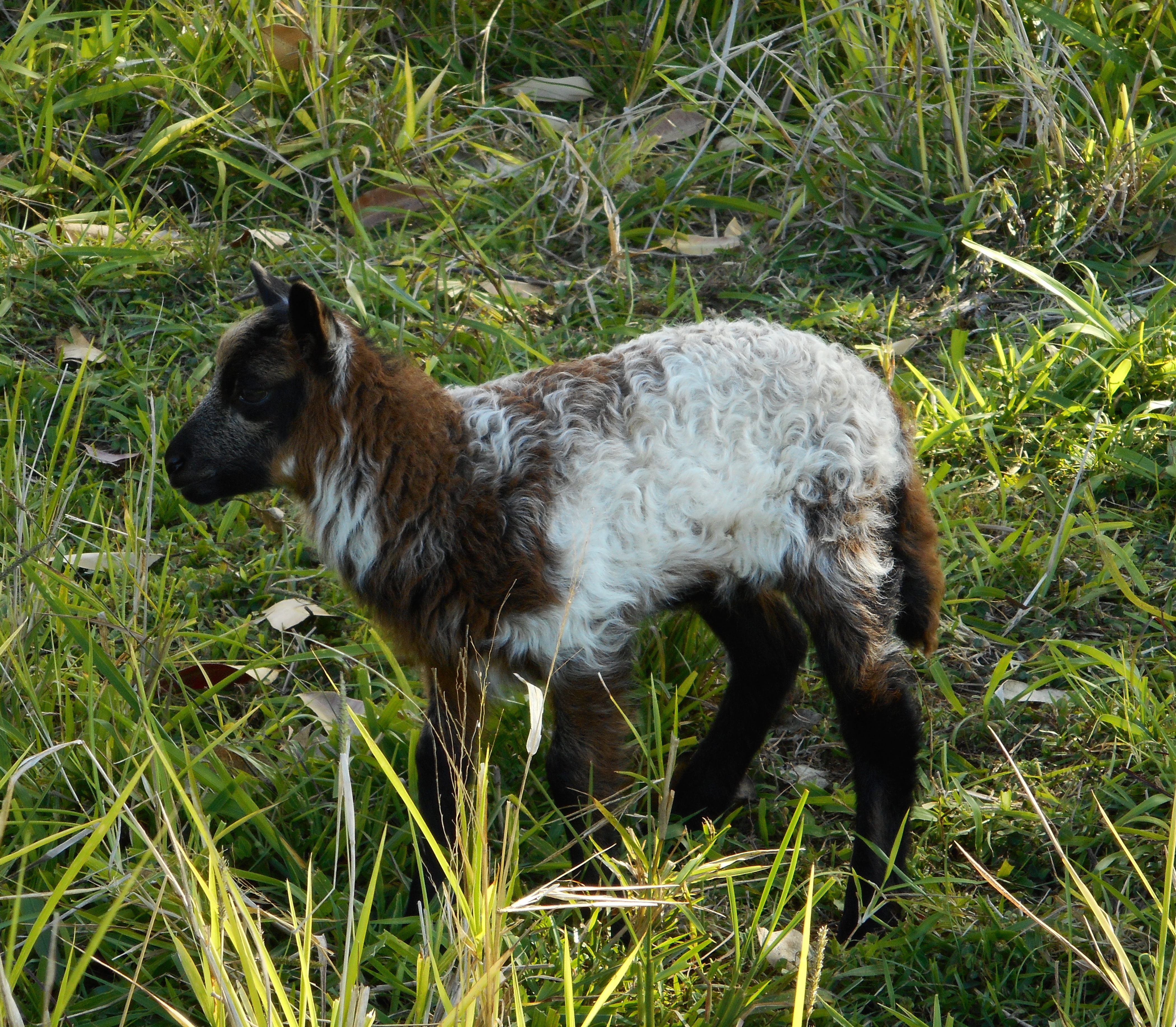 1st born ram lamb