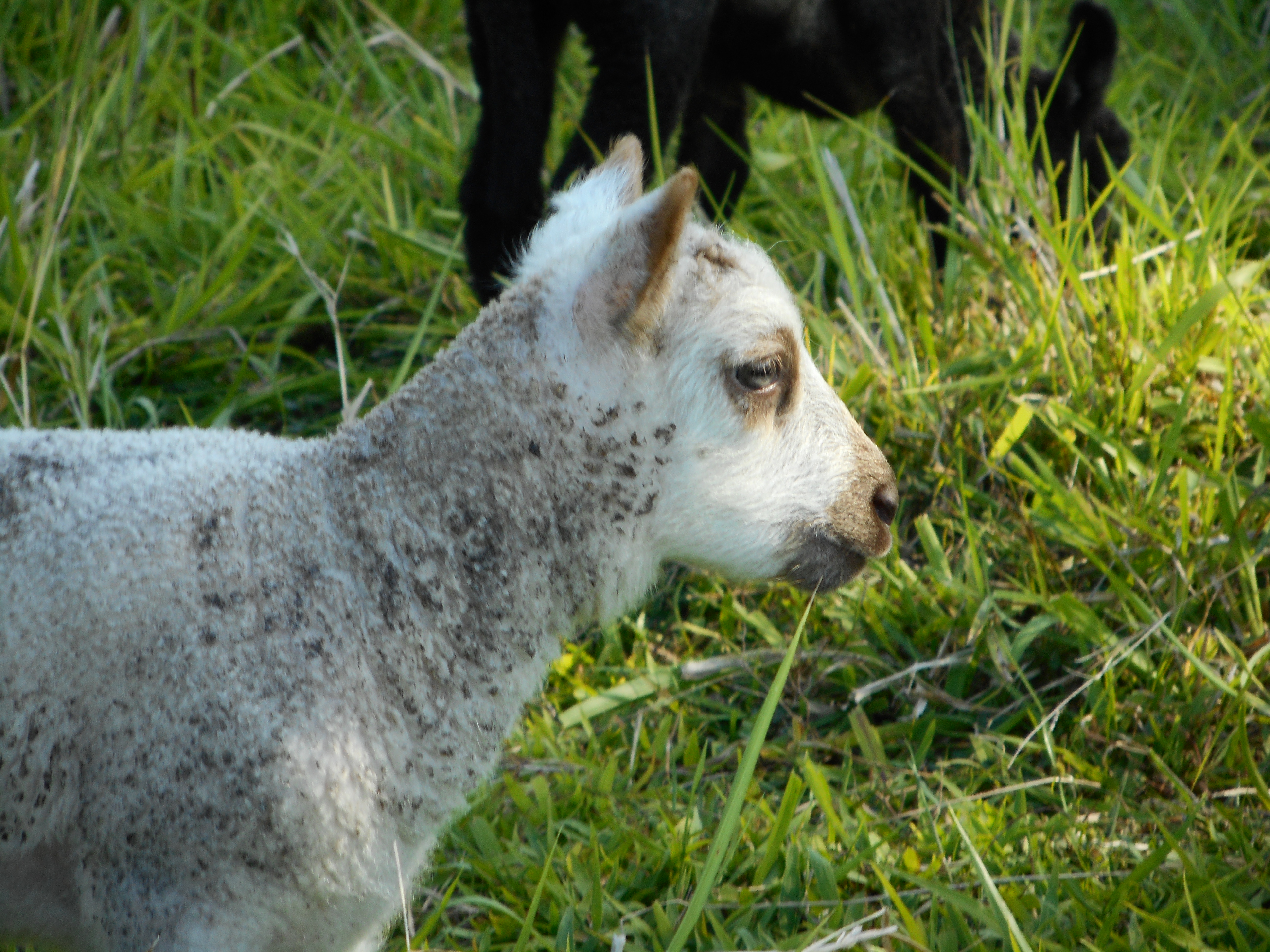 2nd born white ram lamb
