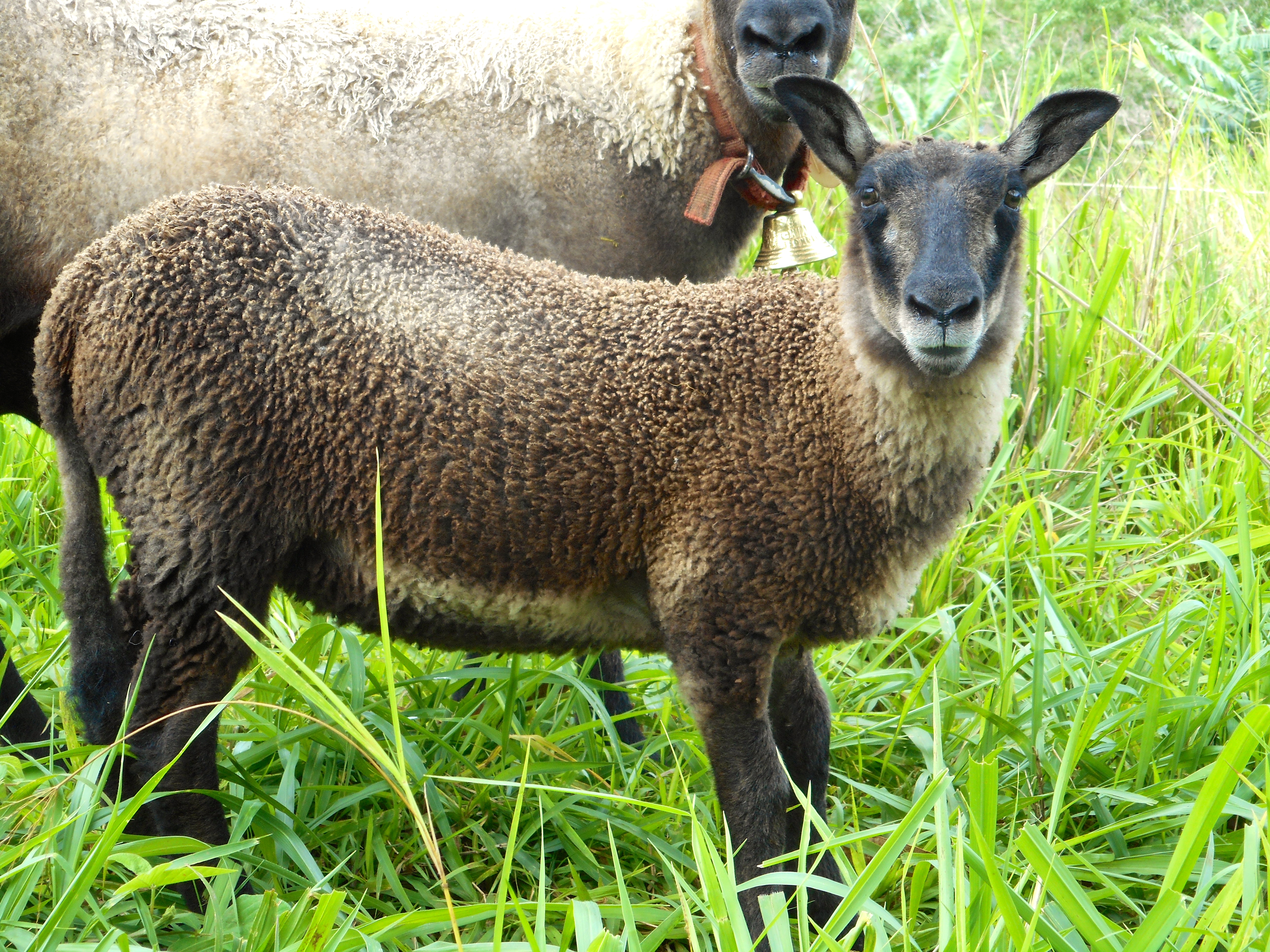 Cocoa's 2nd born lamb