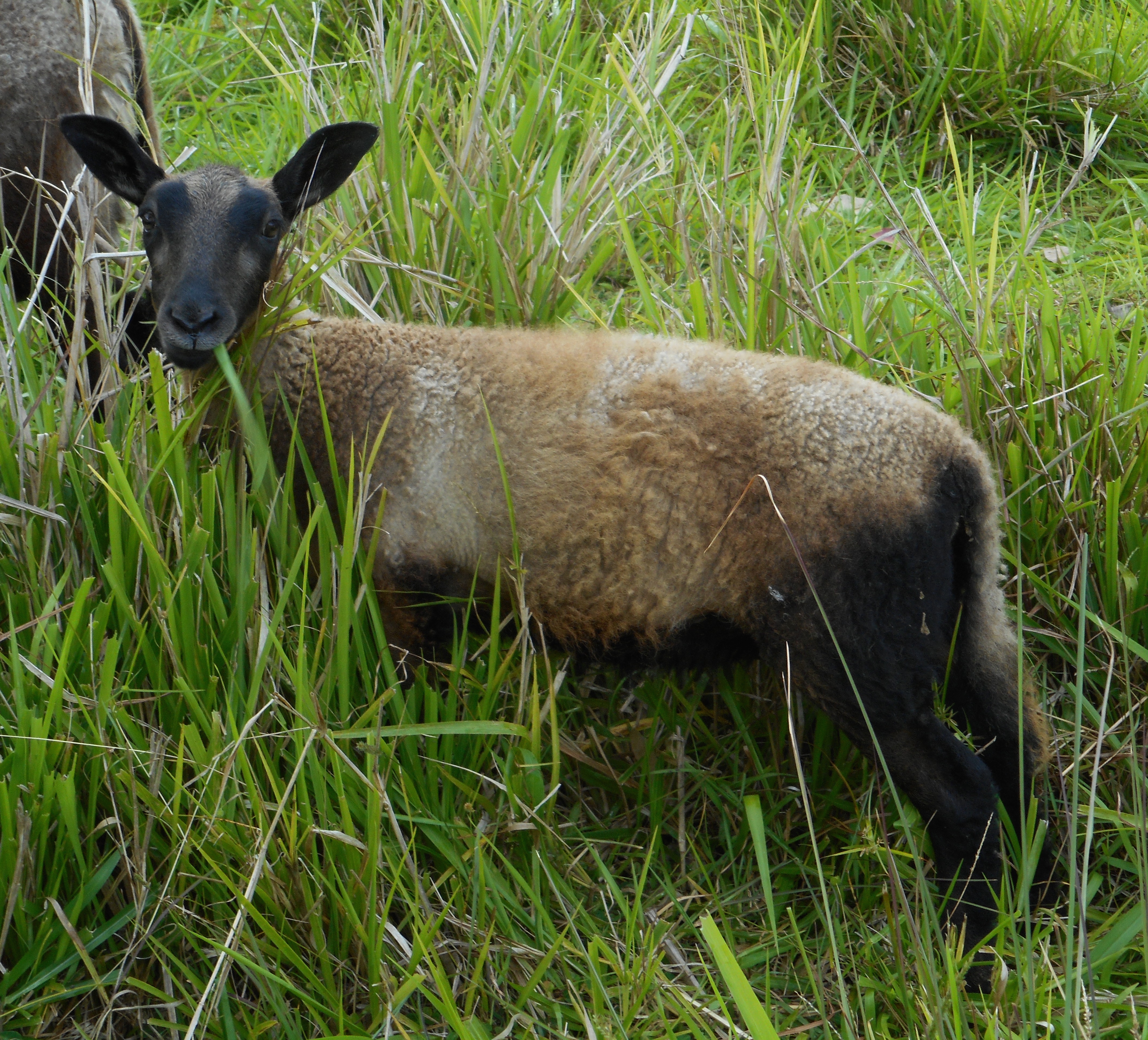 Cocoa's frist born lamb